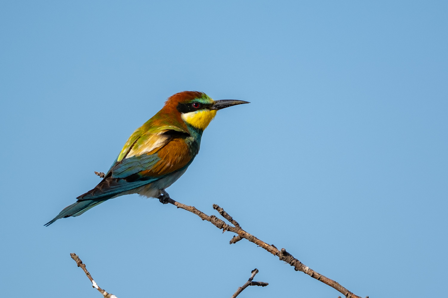 Bienenfresser