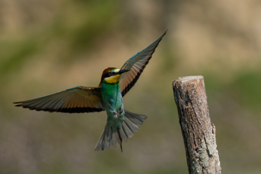 Bienenfresser