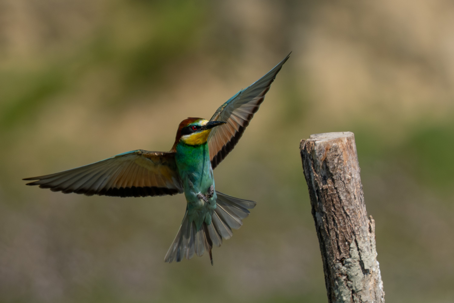 Bienenfresser