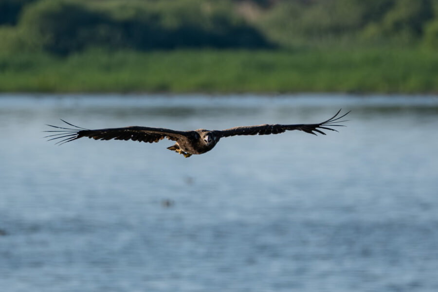 Seeadler
