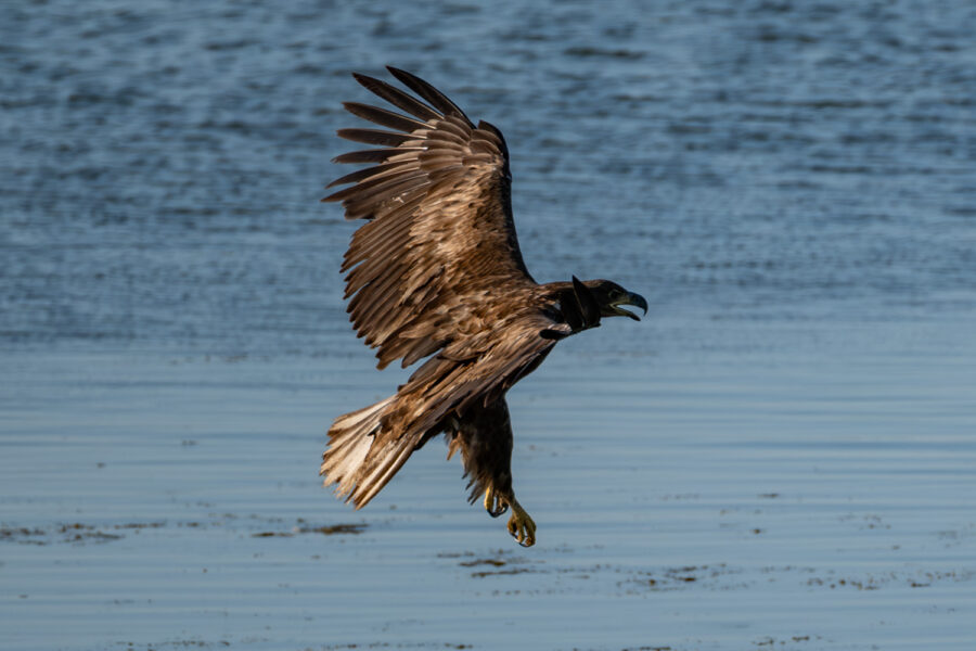 Seeadler