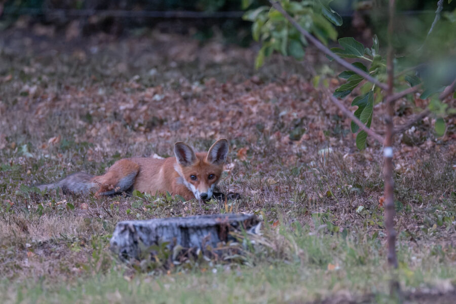 Fuchs