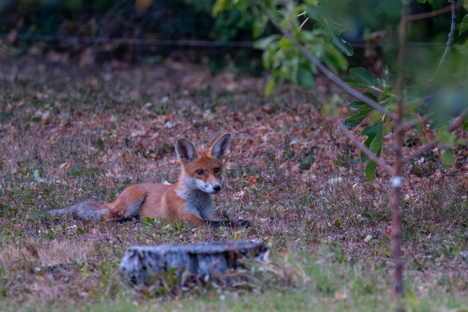 Fuchs