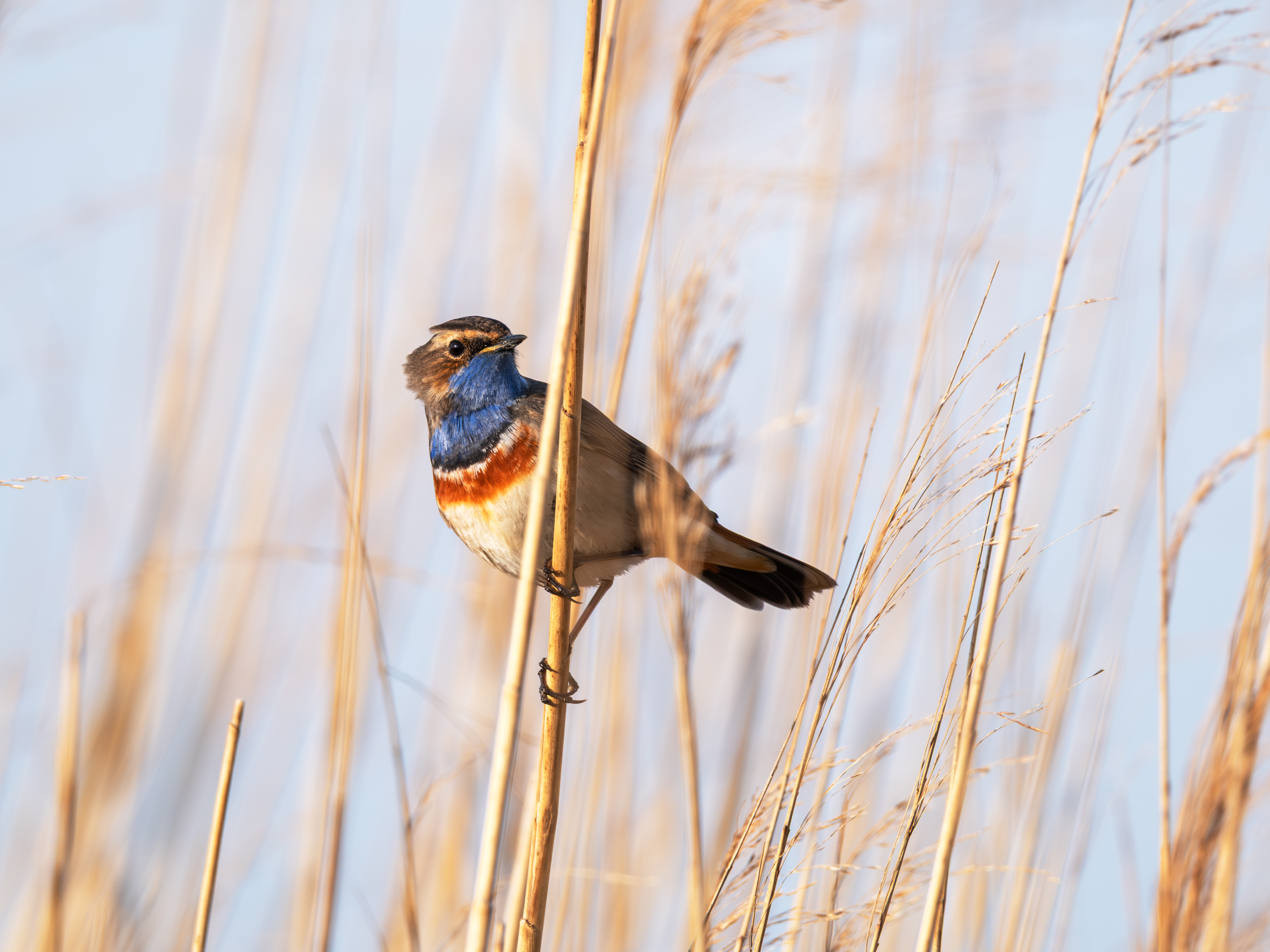 Blaukehlchen