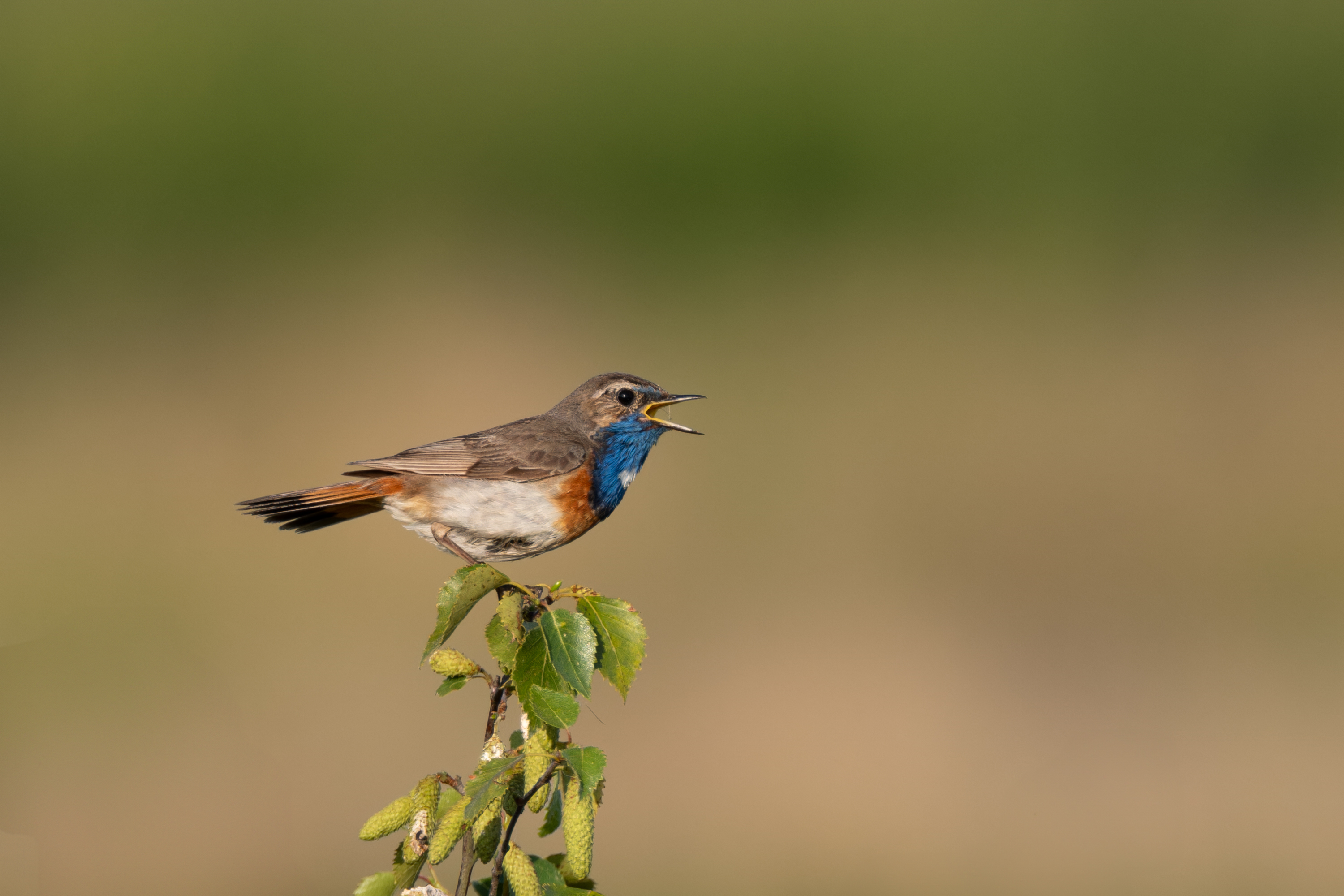 Blaukehlchen