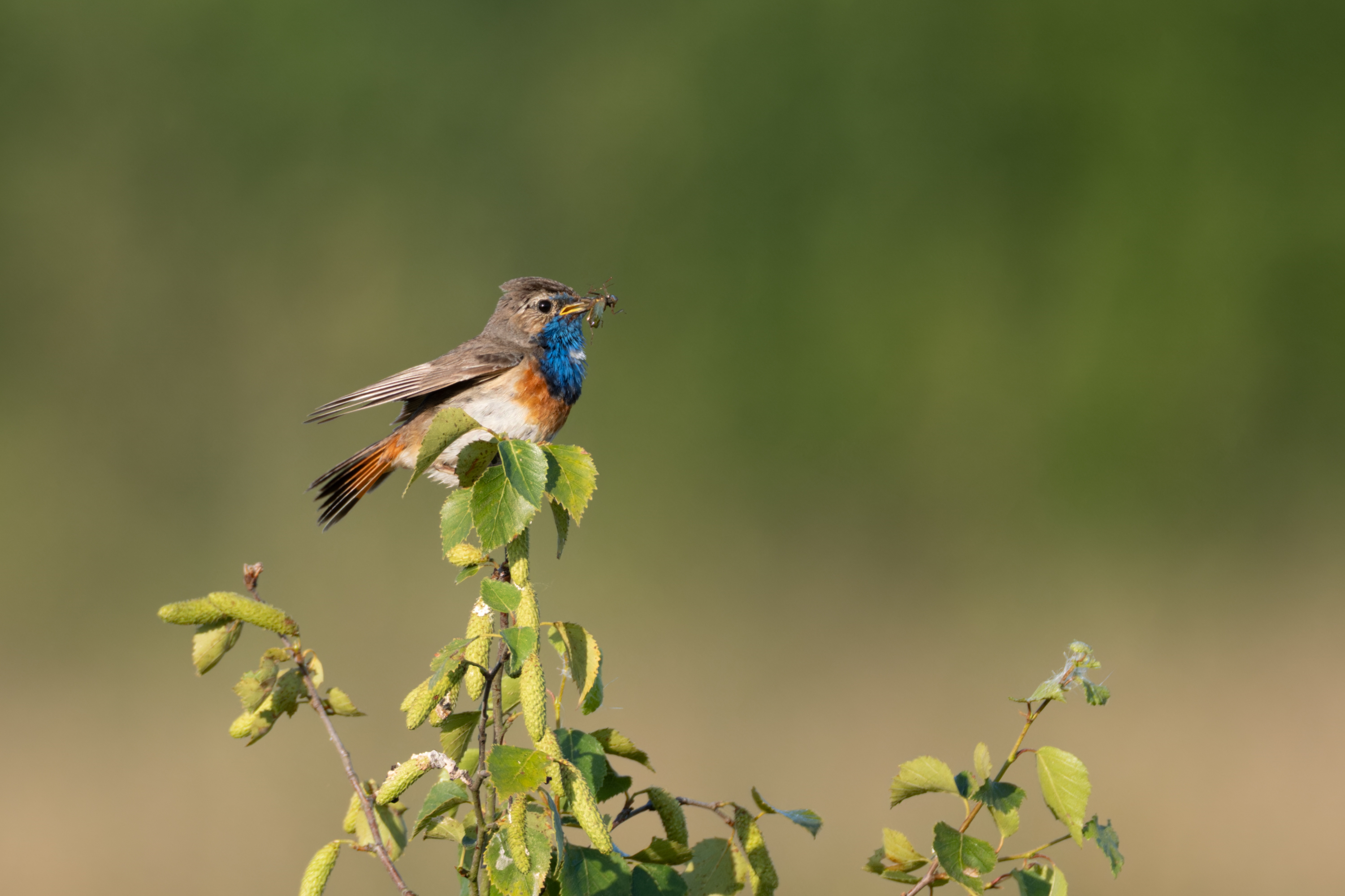 Blaukehlchen