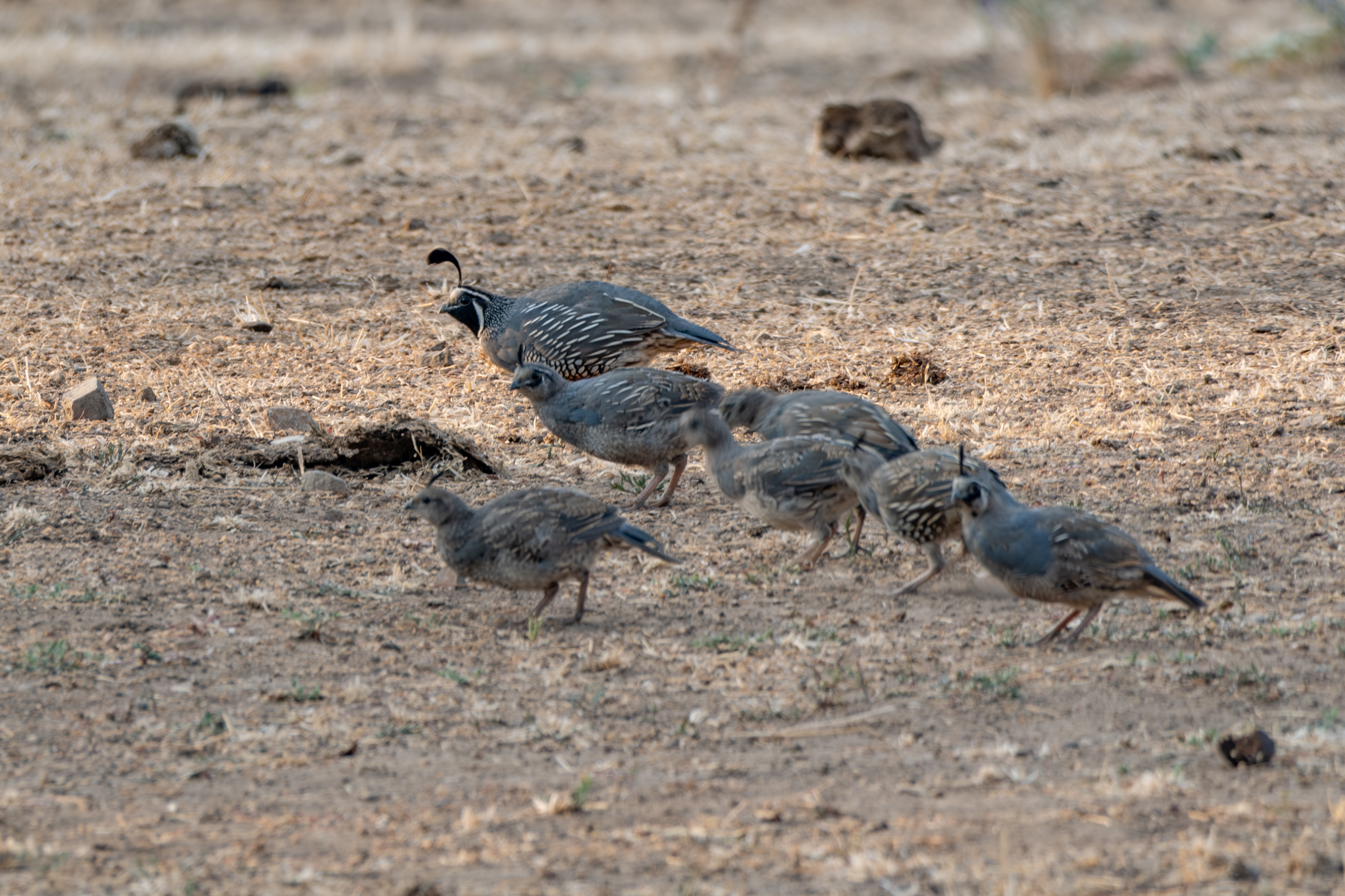 California Quail