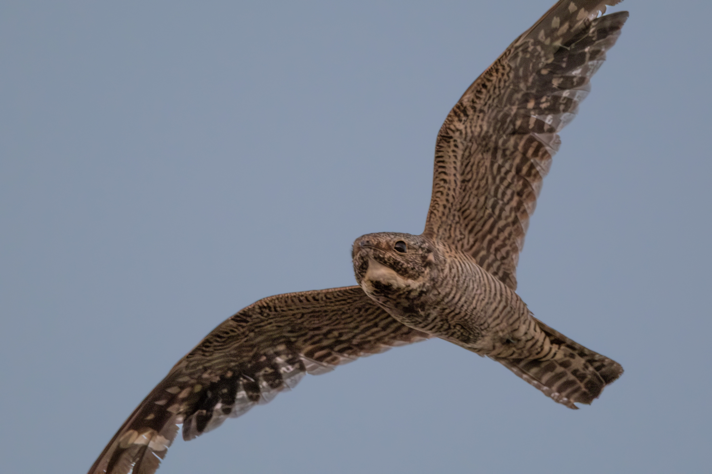 Common Nighthawk