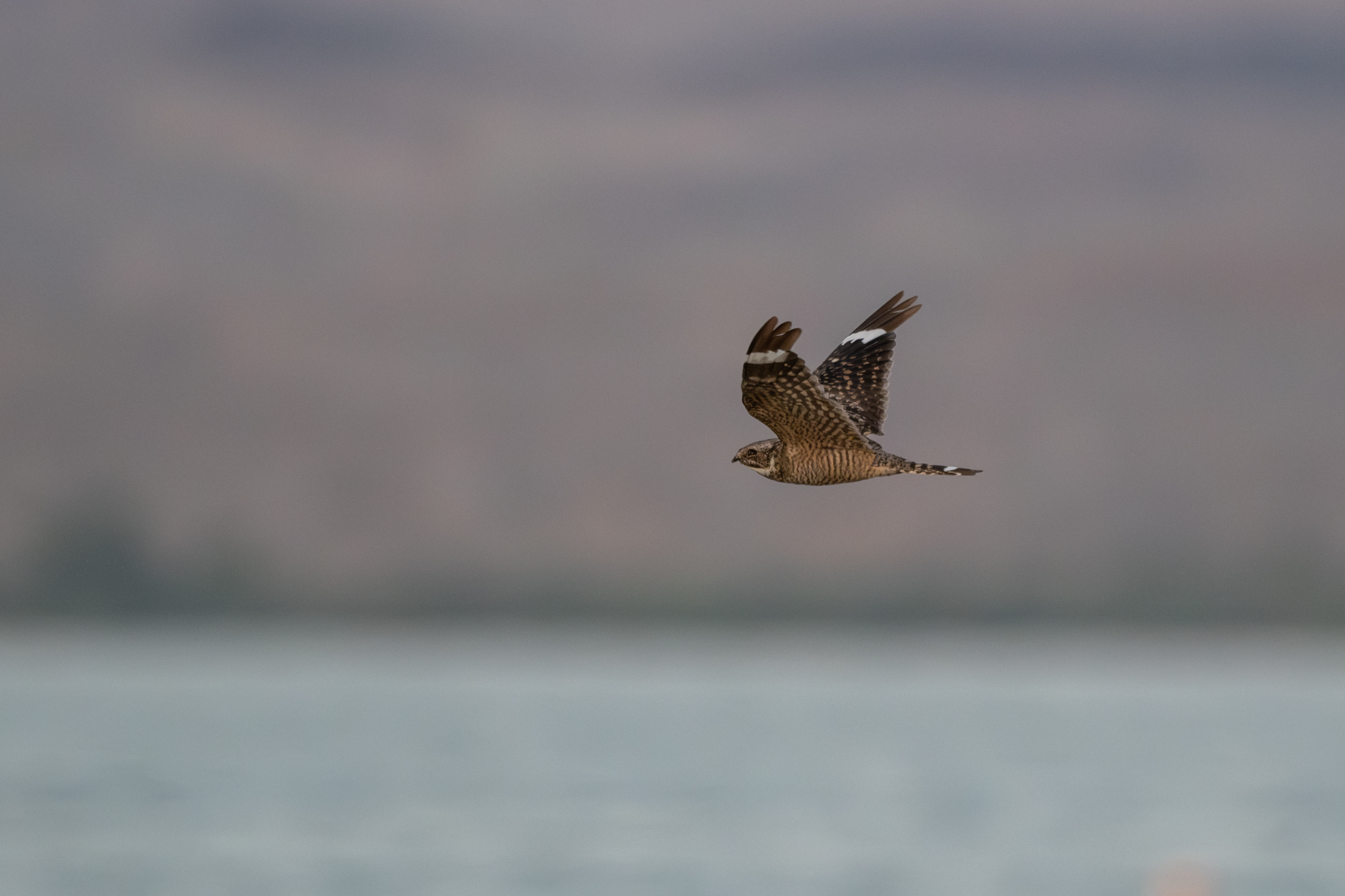 Common Nighthawk