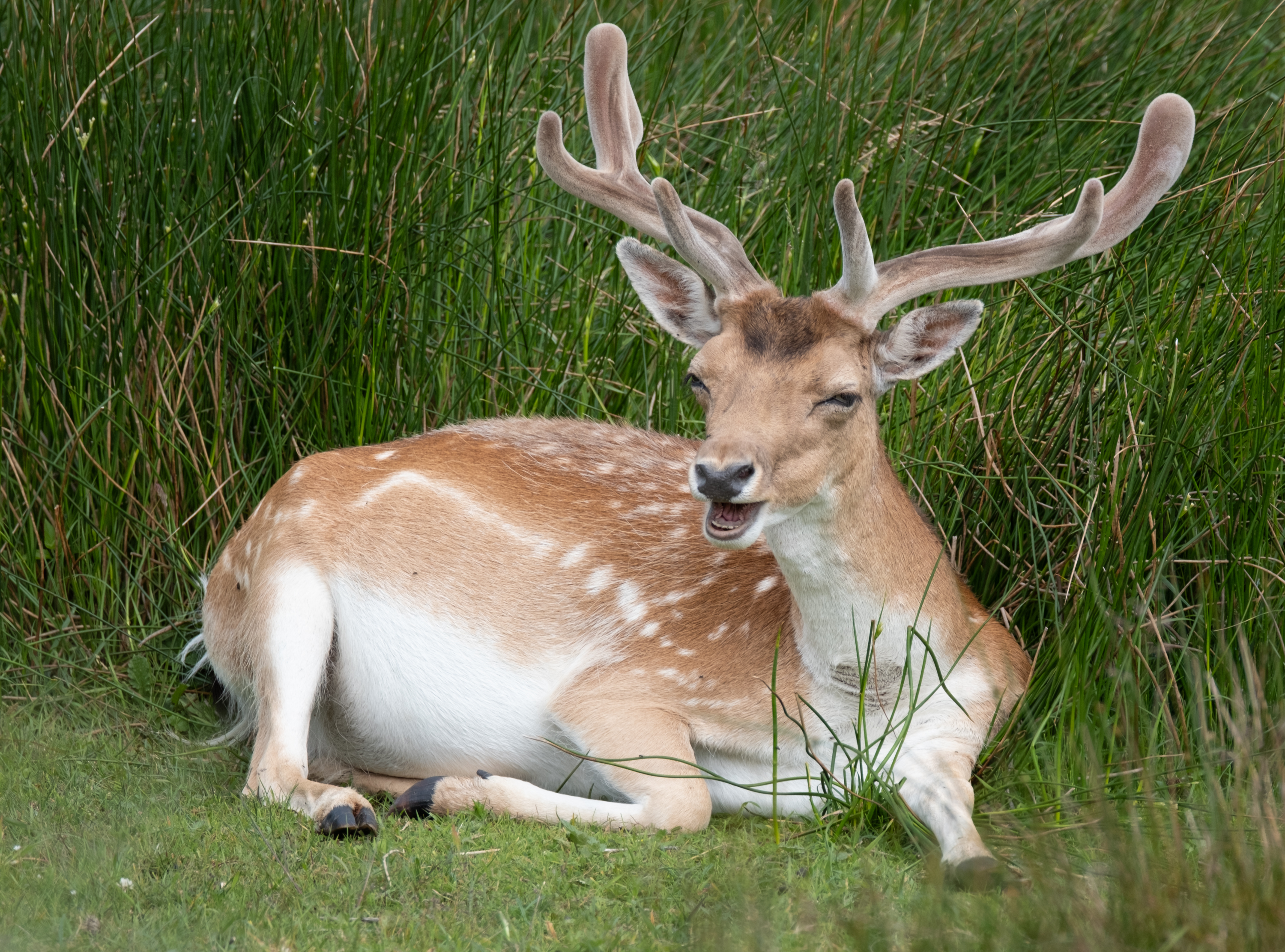 Damhirsch