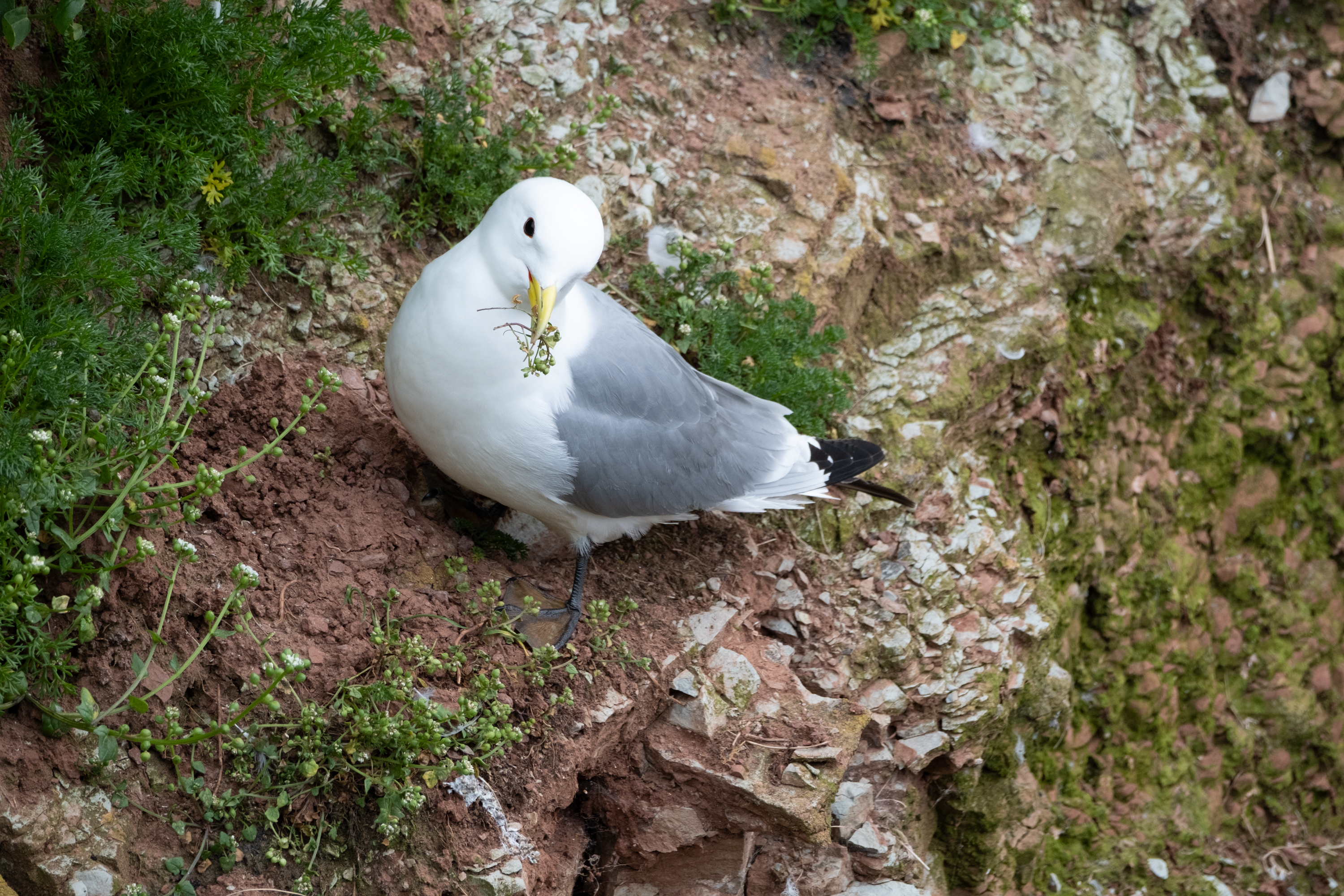 Dreizehenmöwe