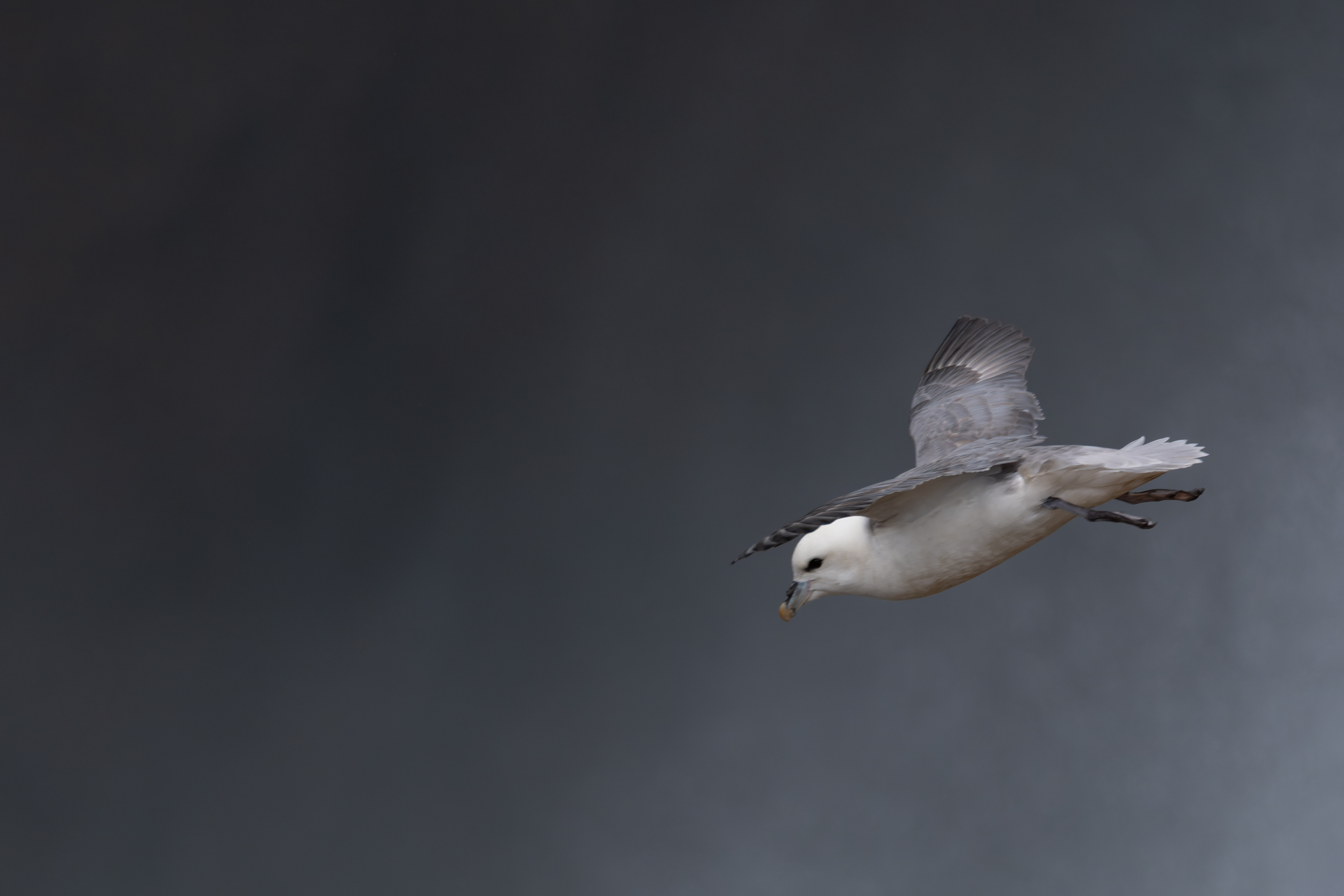 Eissturmvogel