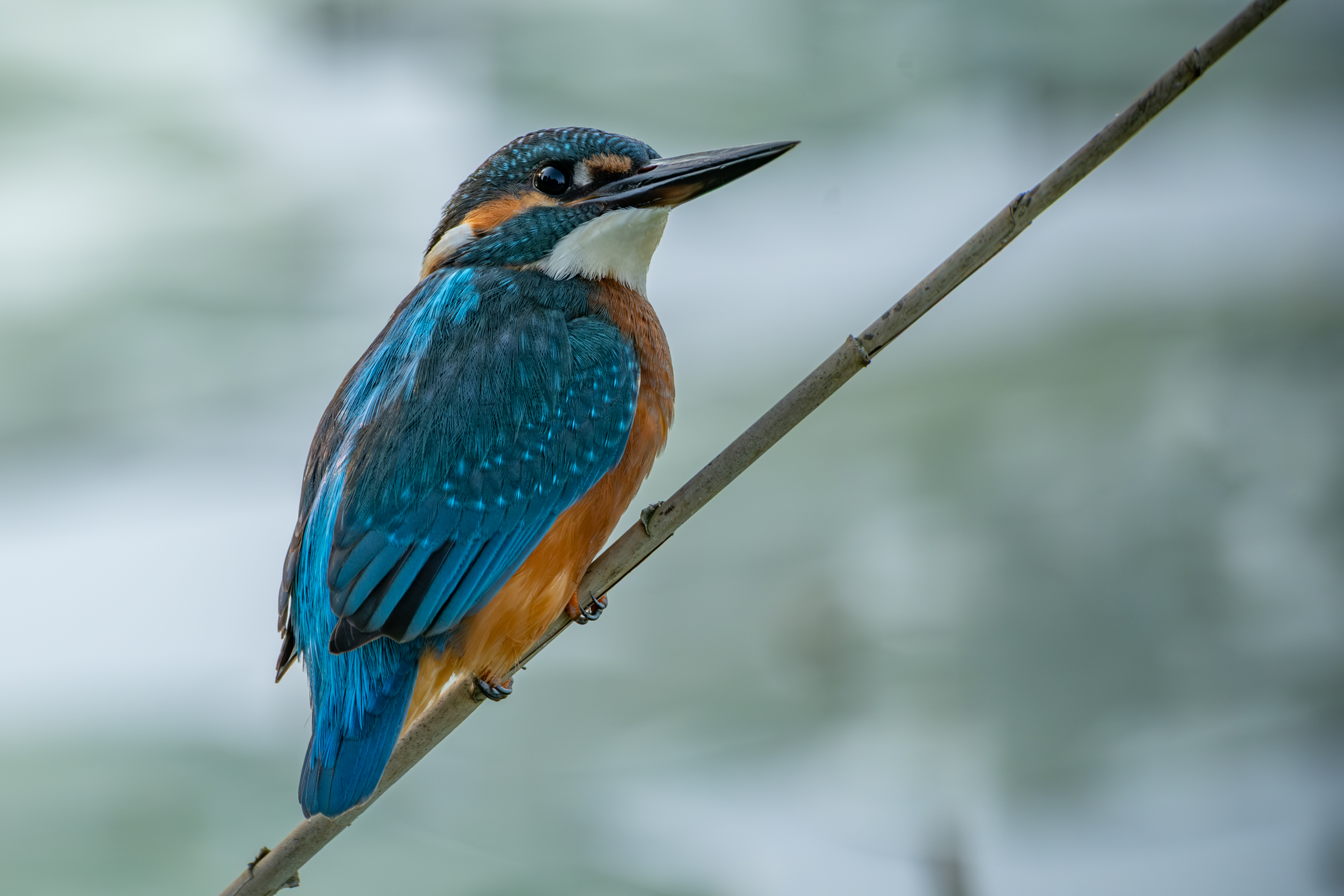 Eisvogel