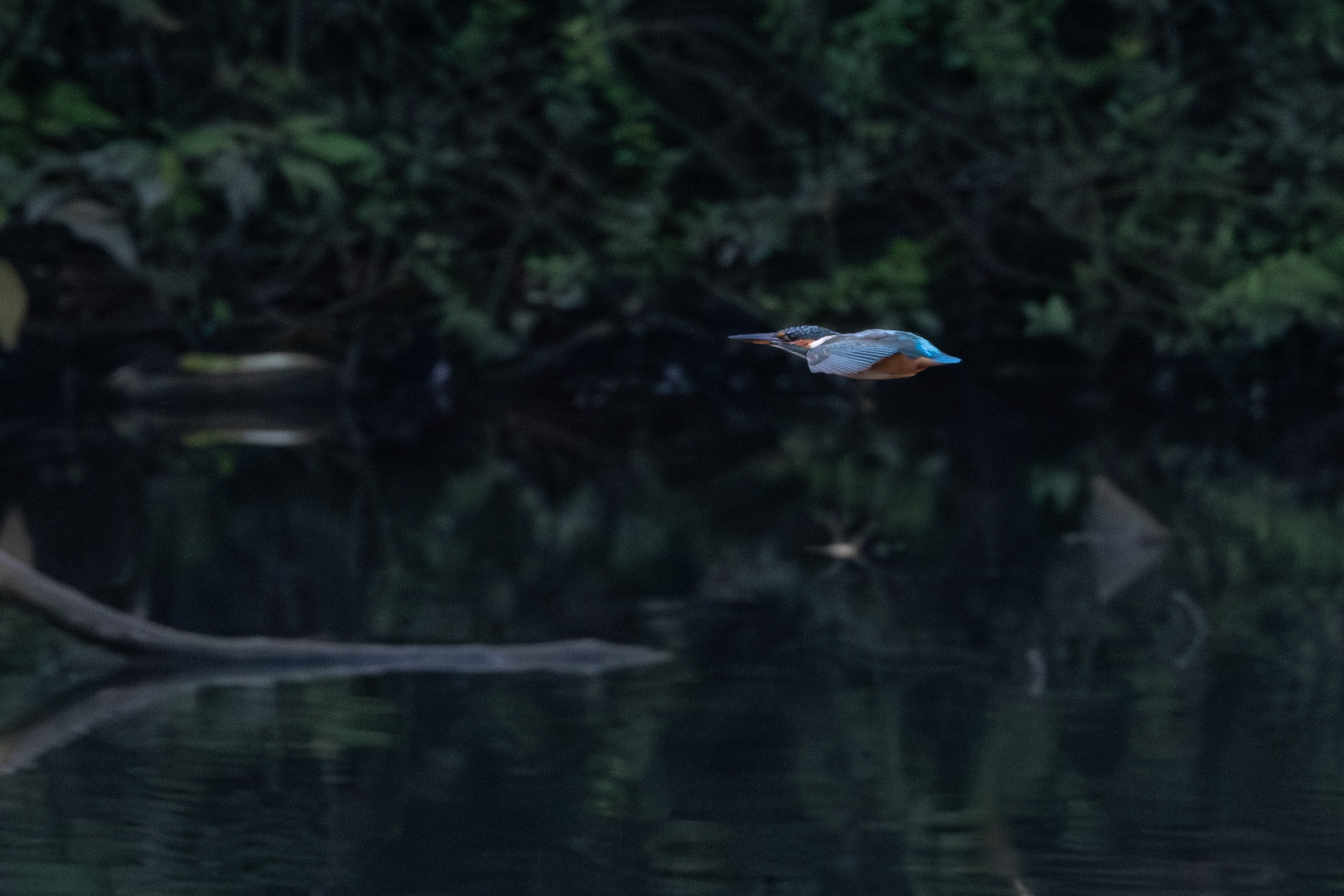 Eisvogel