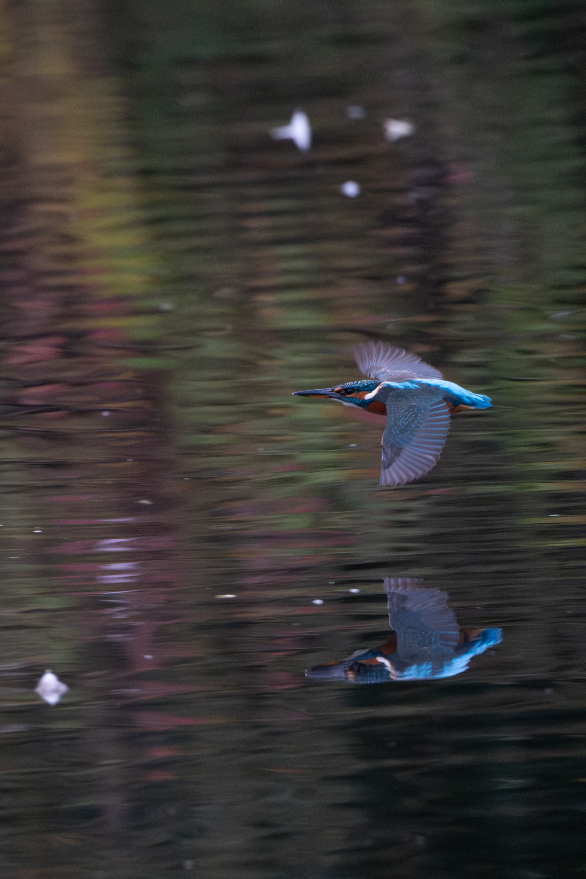 Eisvogel