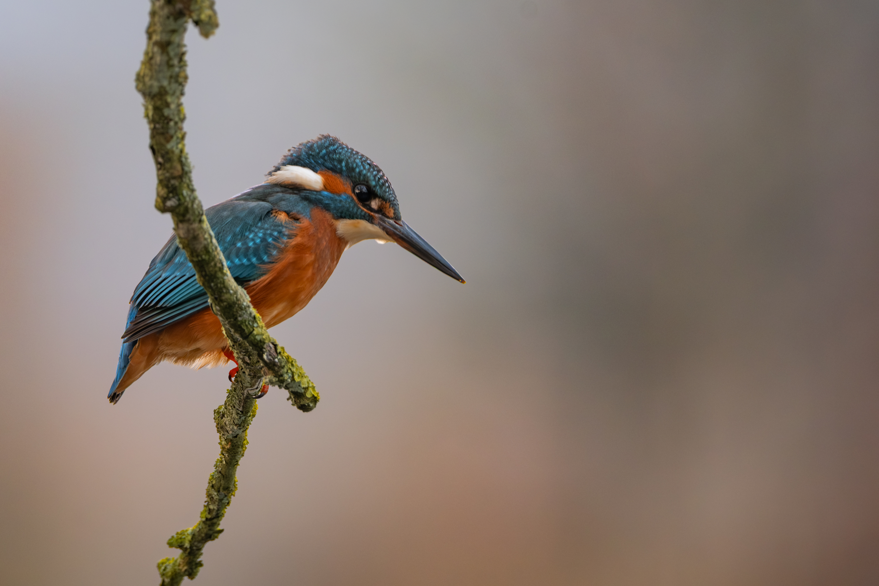 Eisvogel