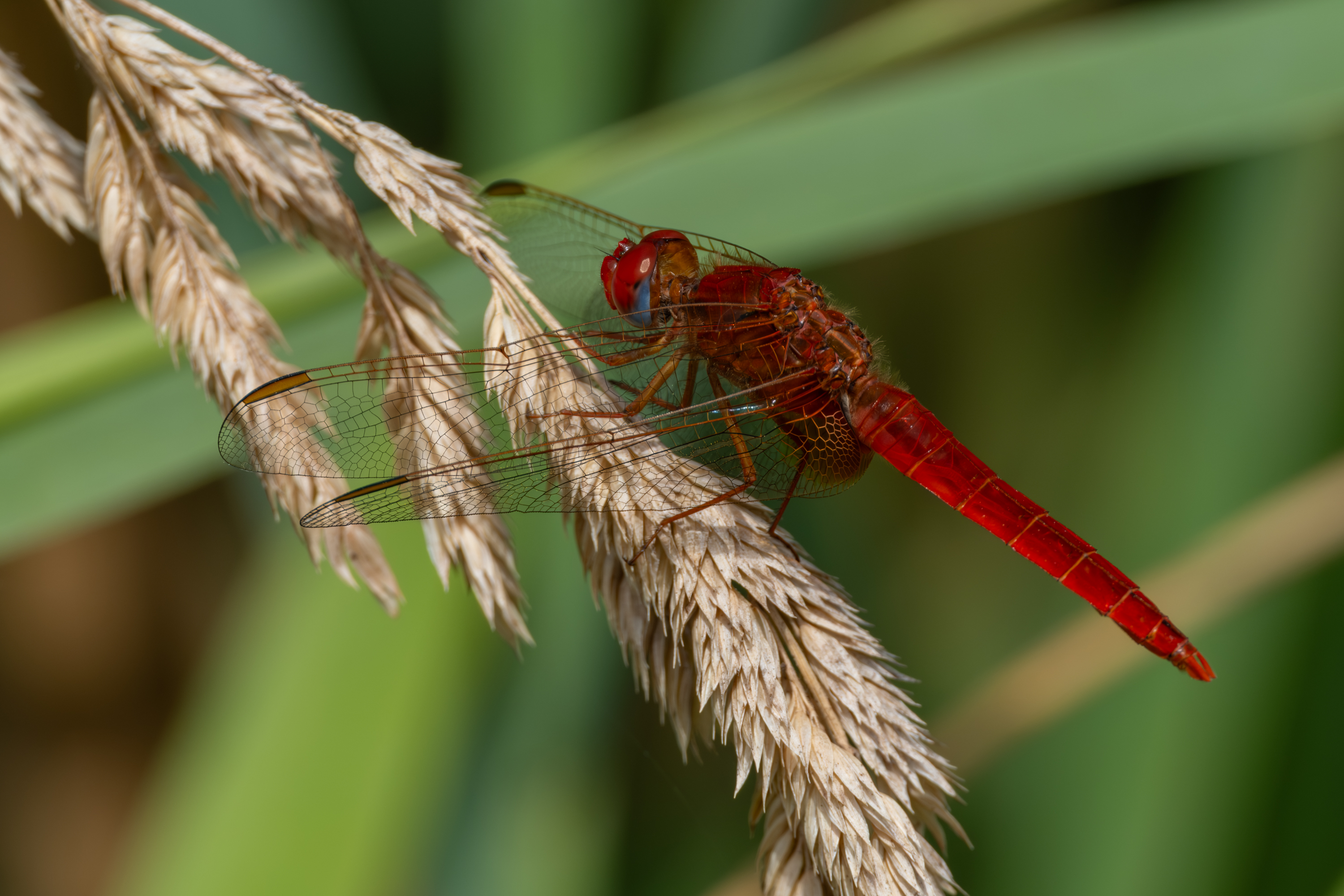 Feuerlibelle