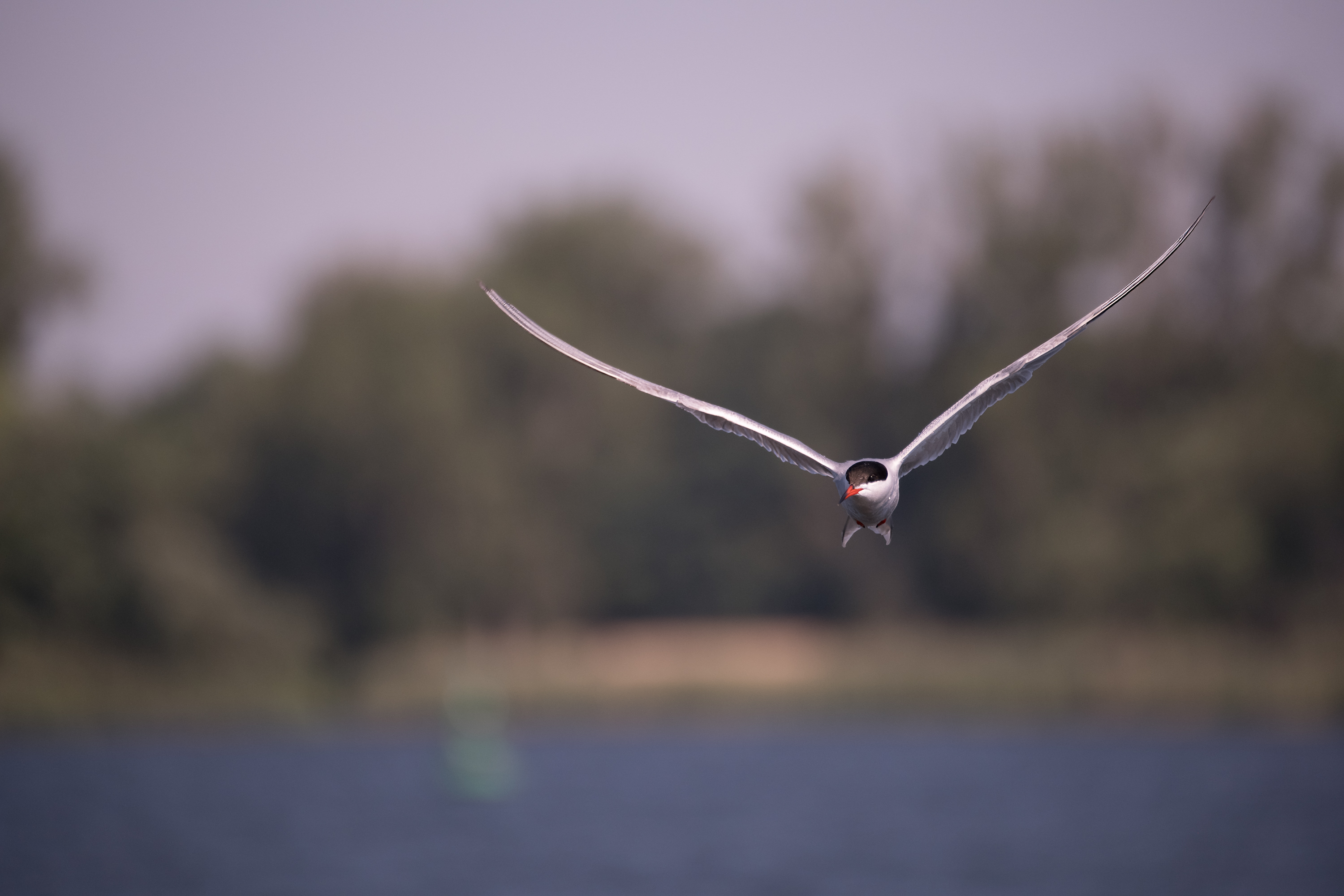 Flussseeschwalbe (Sterna hirundo)