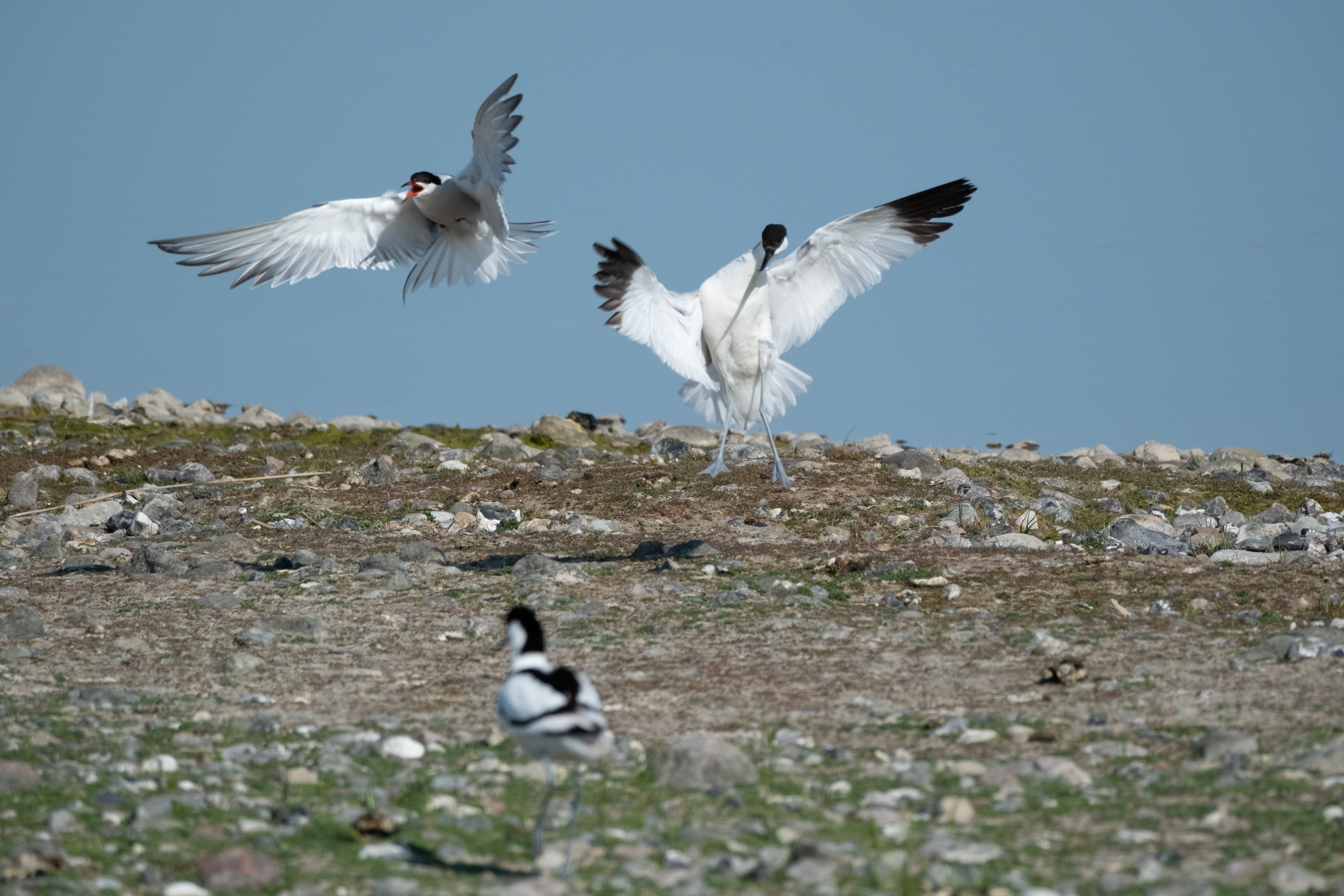 Flussseeschwalbe (Sterna hirundo)