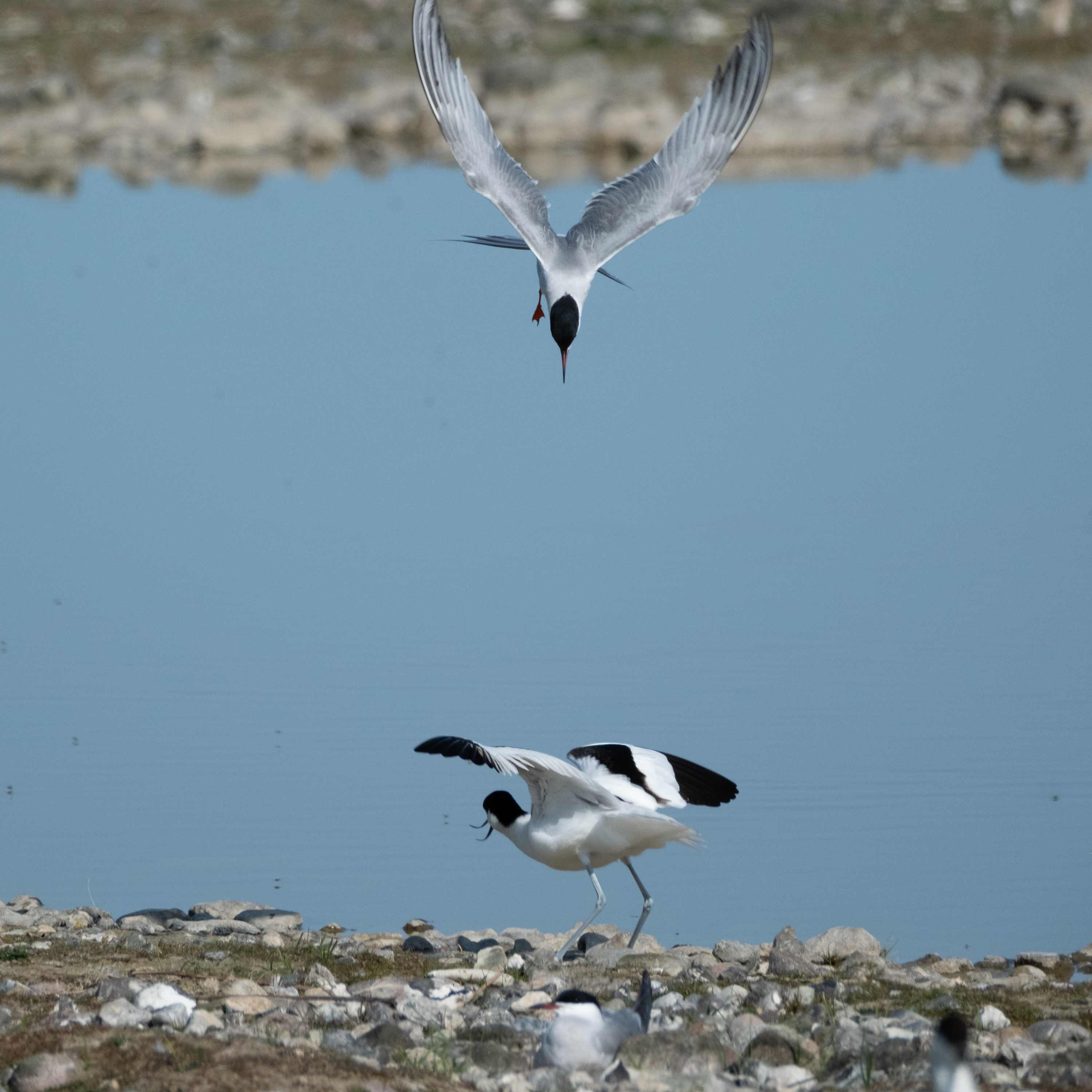 Flussseeschwalbe (Sterna hirundo)