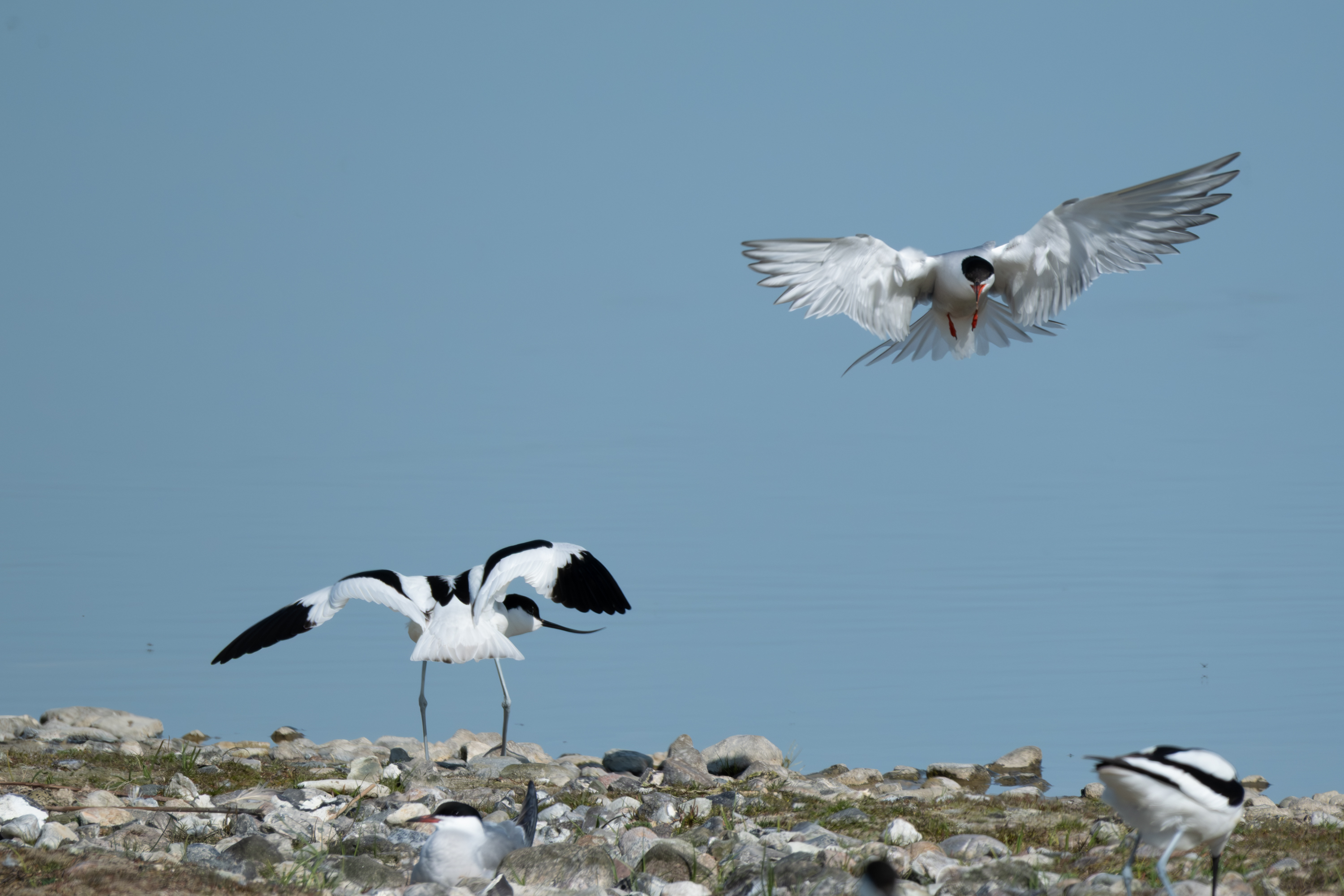 Flussseeschwalbe (Sterna hirundo)