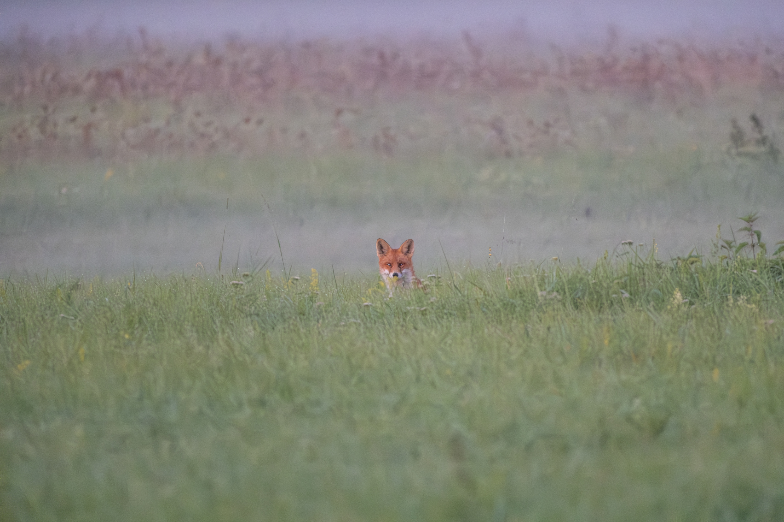 Fuchs