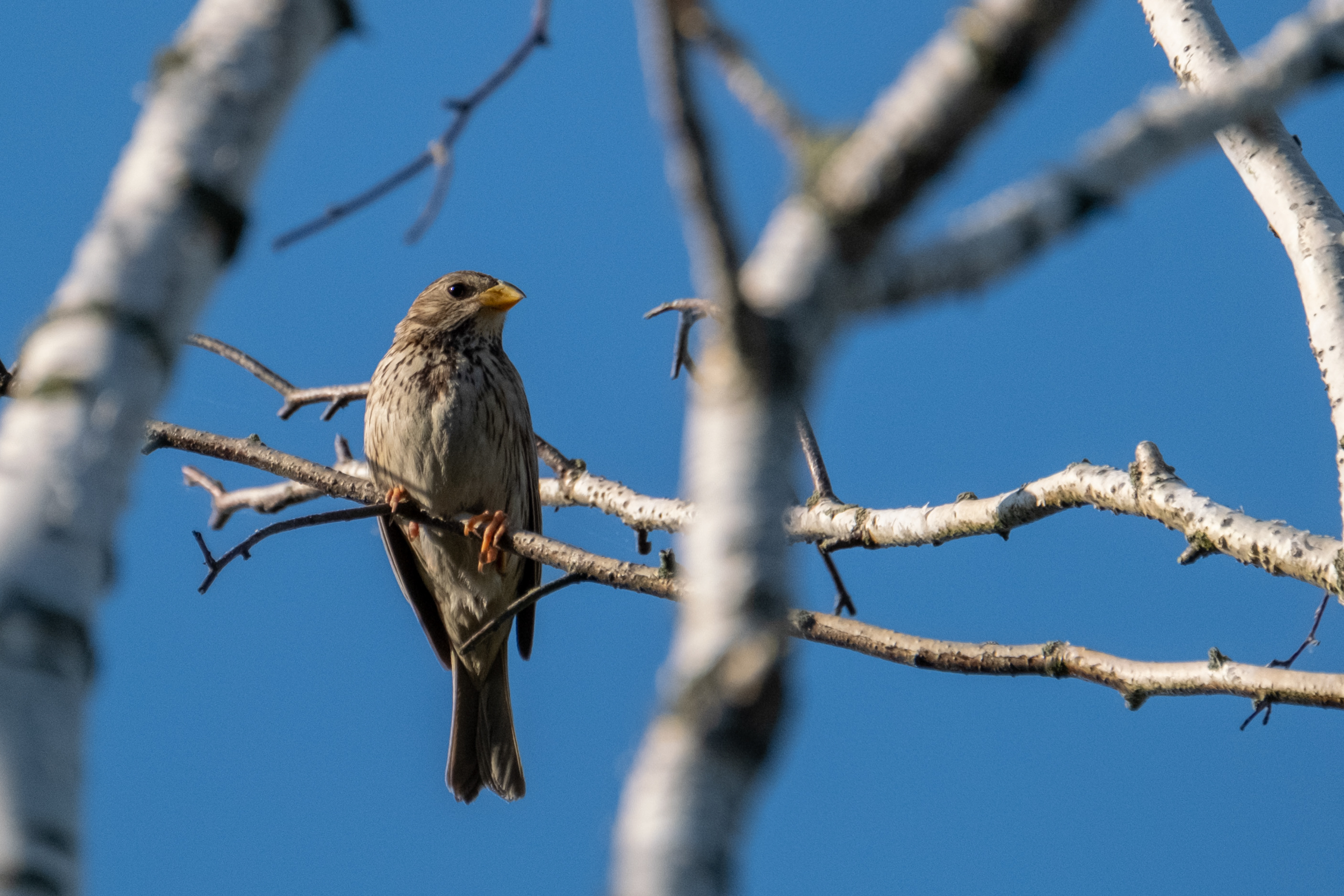 Grauammer (Emberiza calandra)