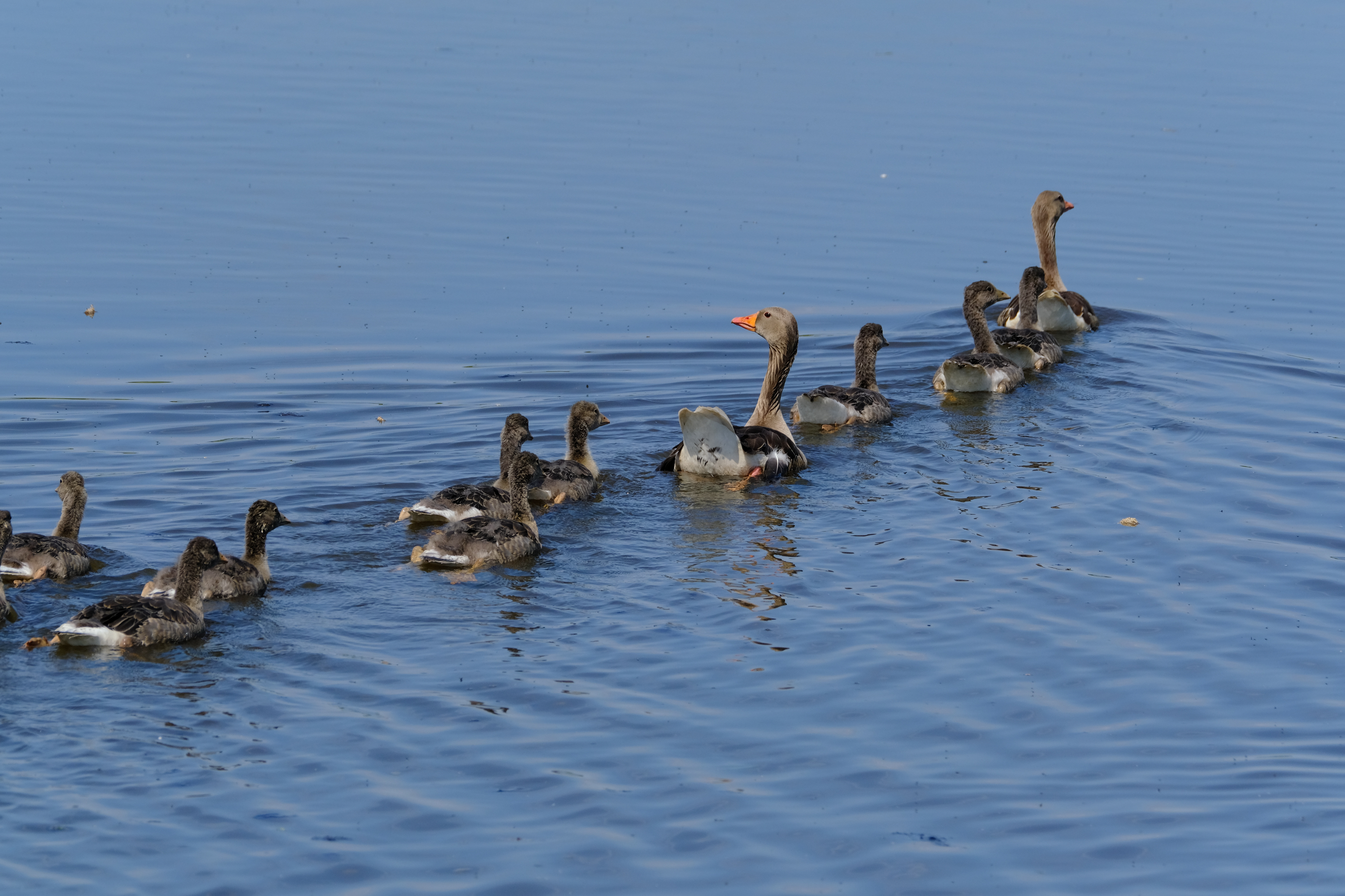 Graugans (Anser anser)