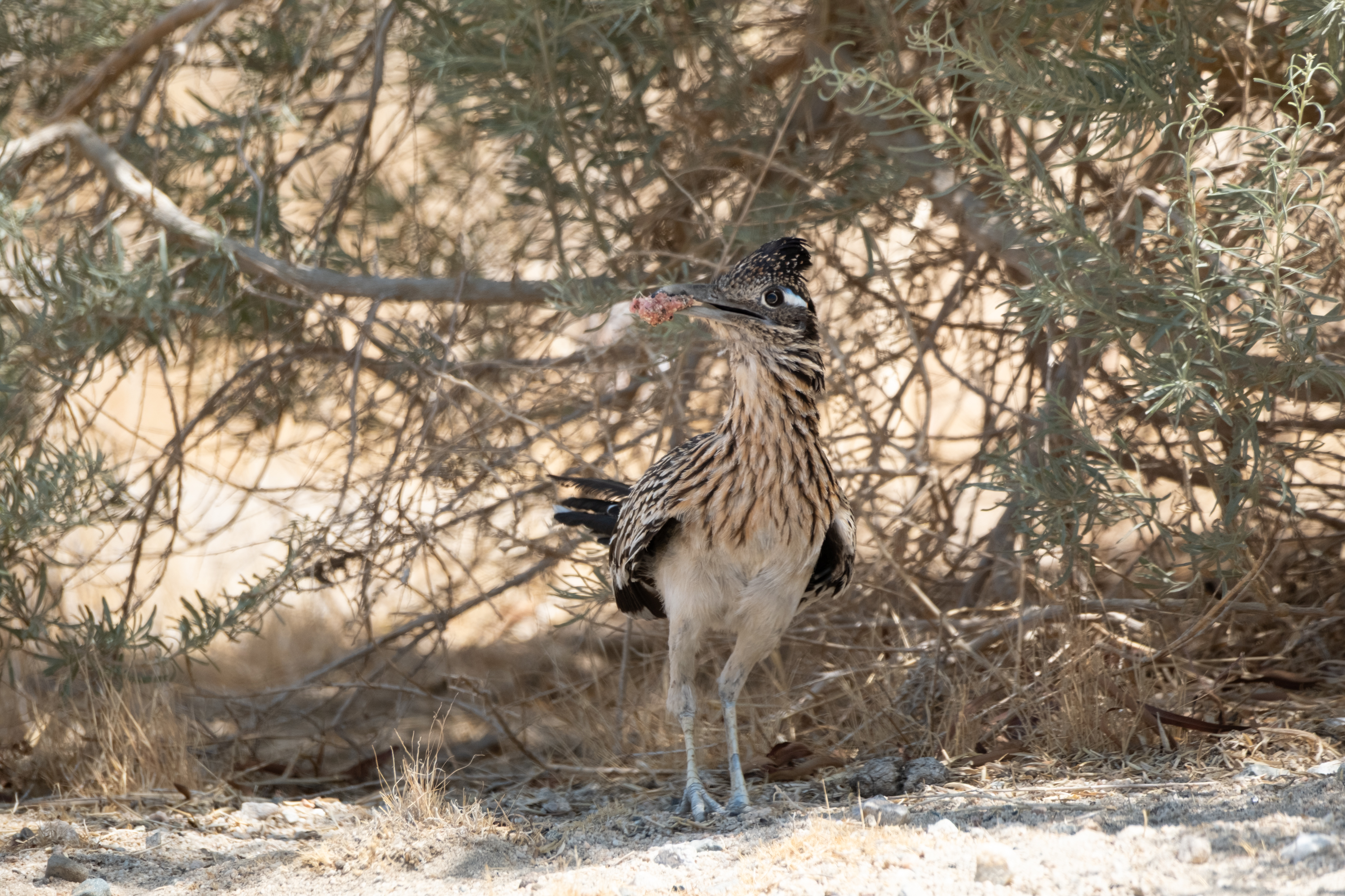 Greater Roadrunner