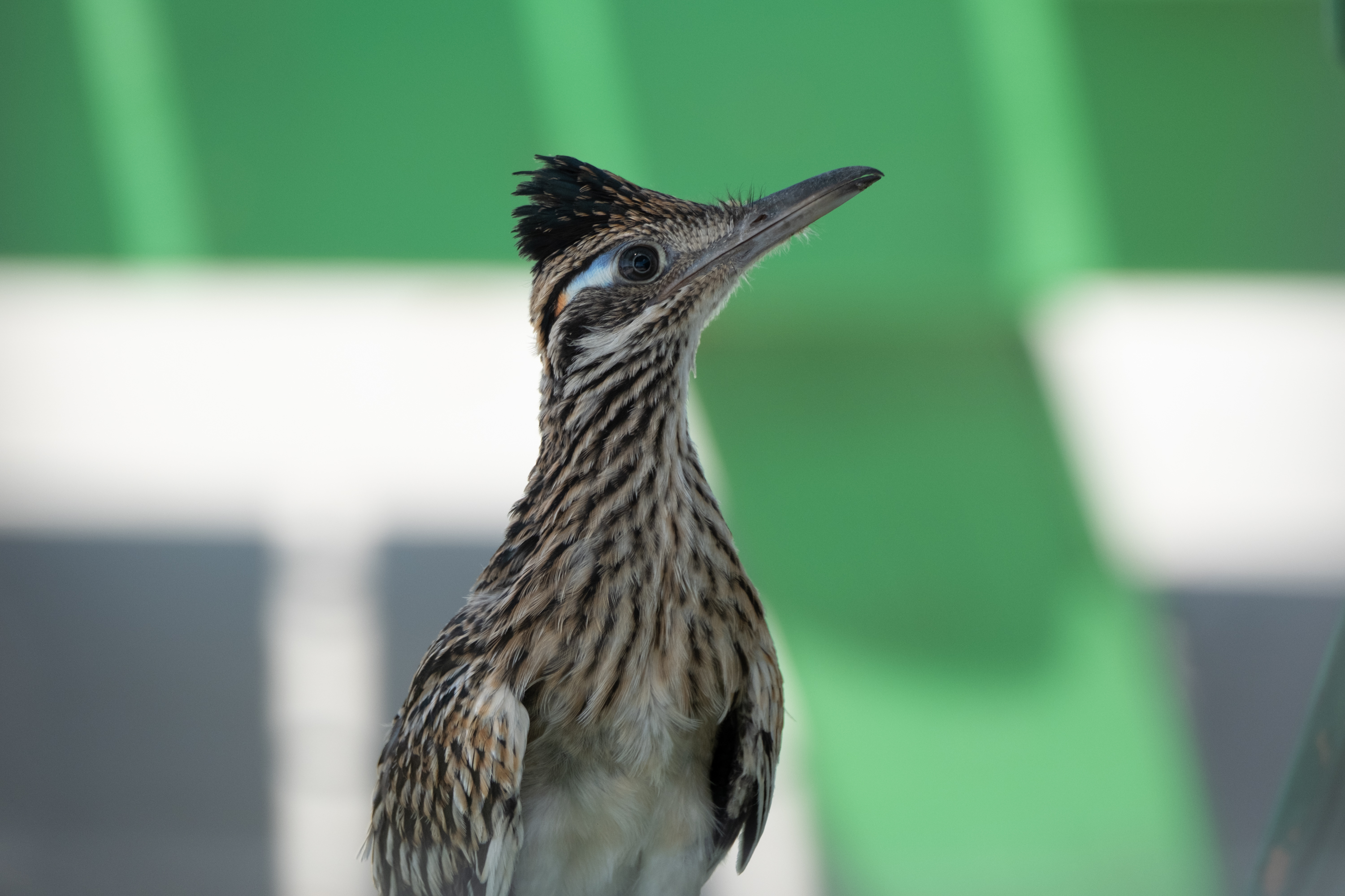 Greater Roadrunner