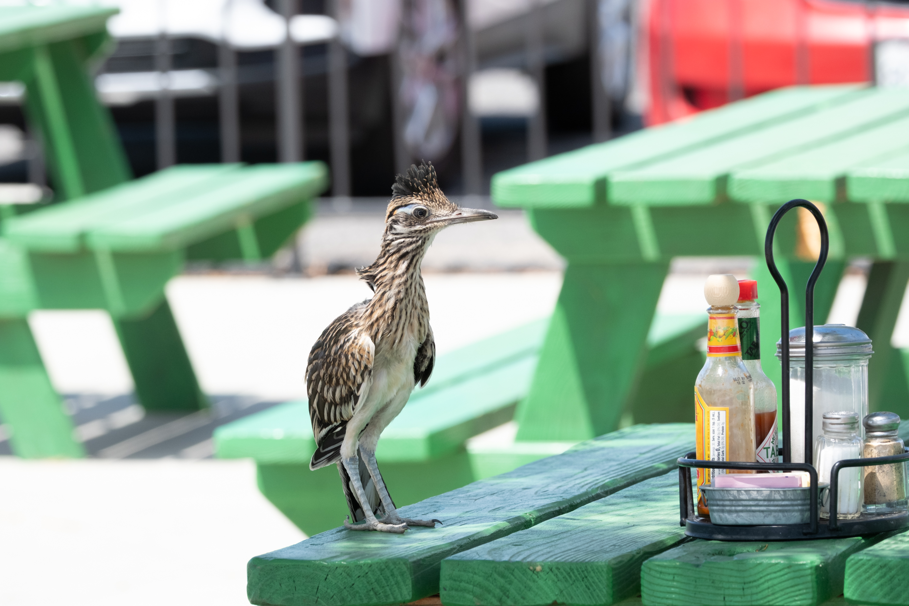 Greater Roadrunner