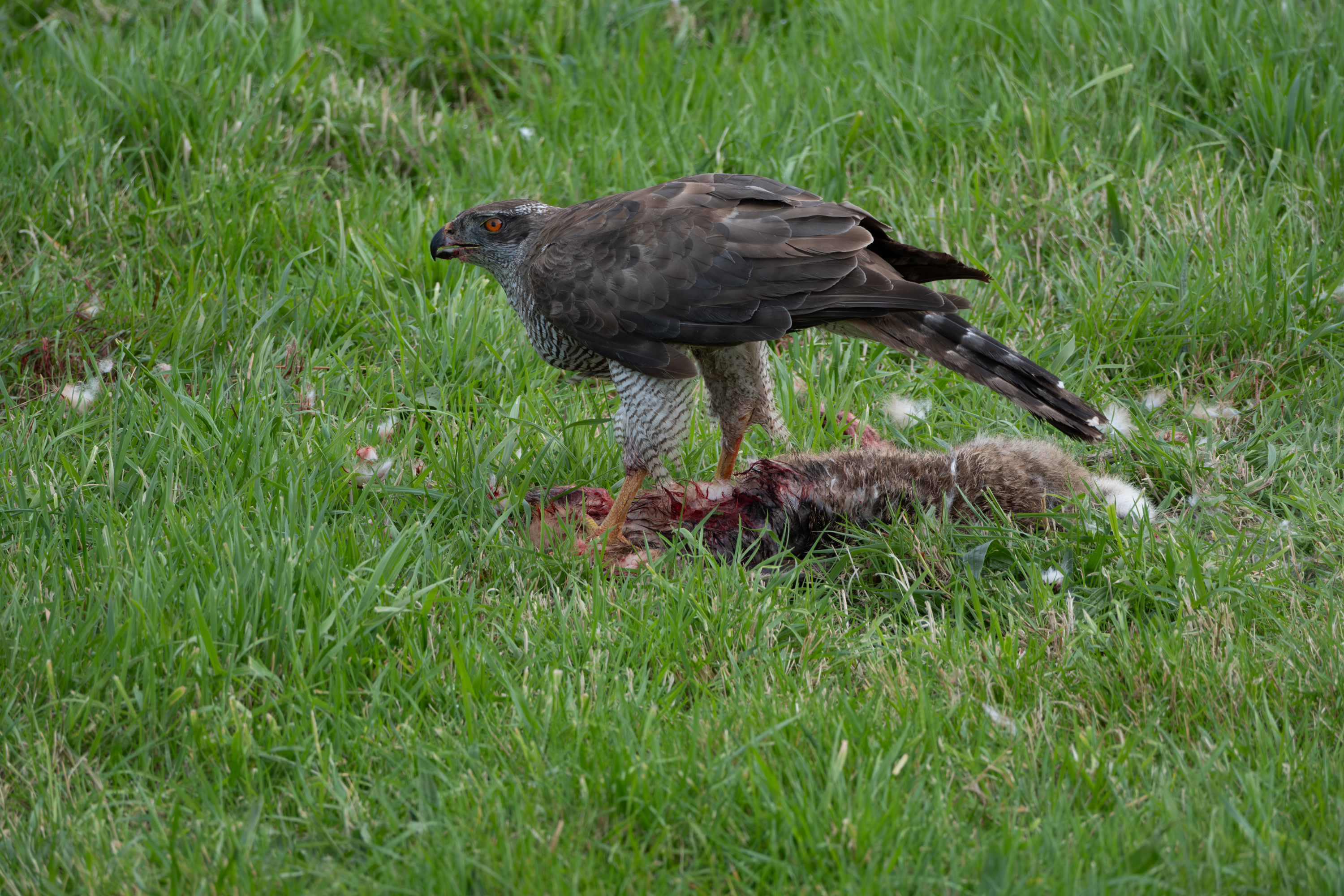 Habicht (Accipiter gentilis)