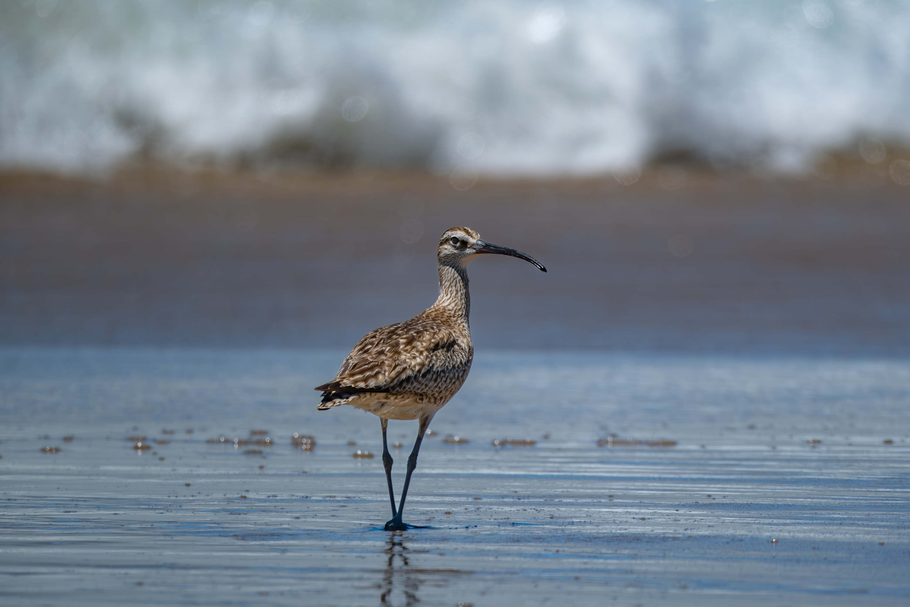Hudsonbrachvogel