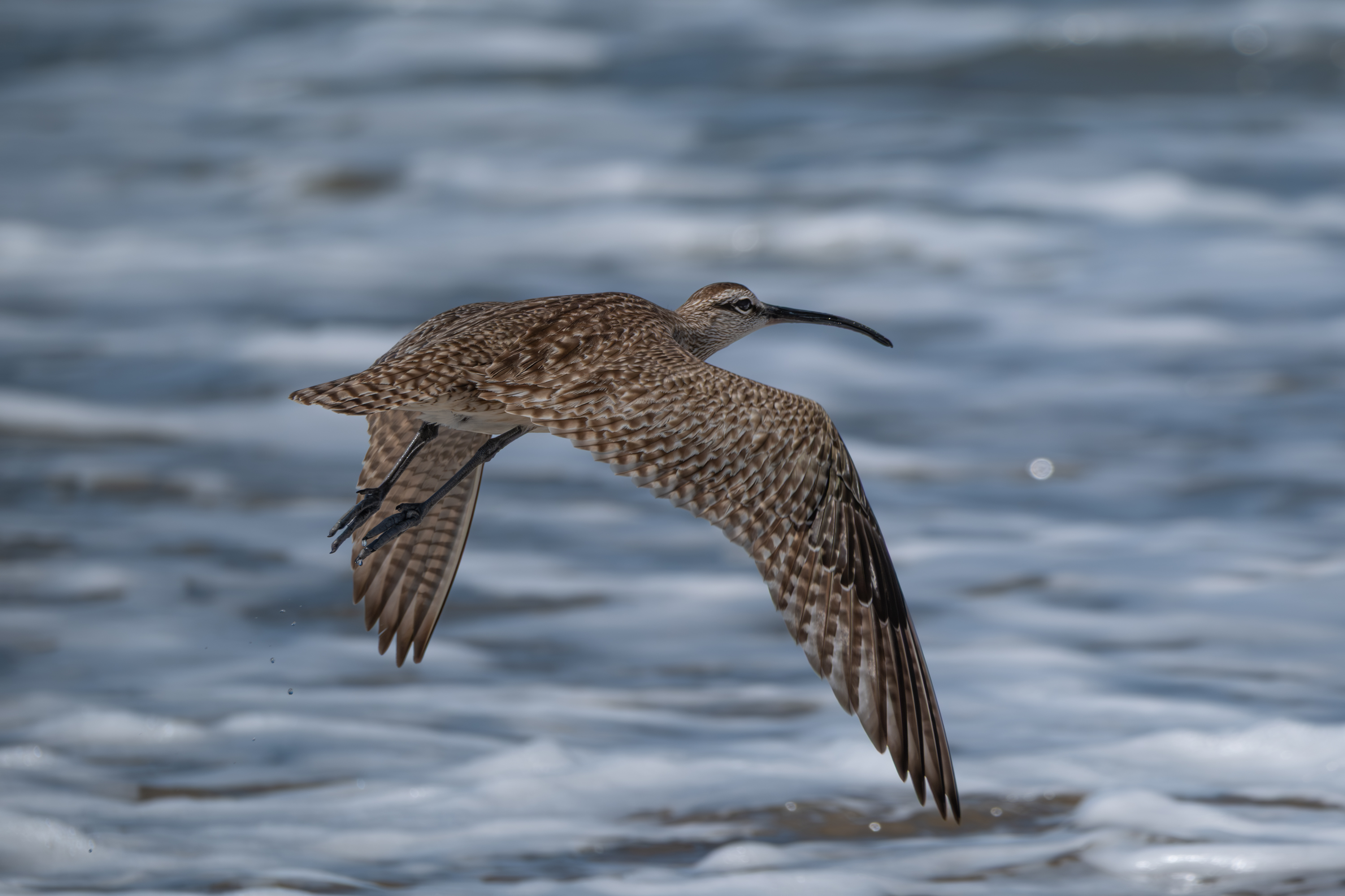Hudsonbrachvogel