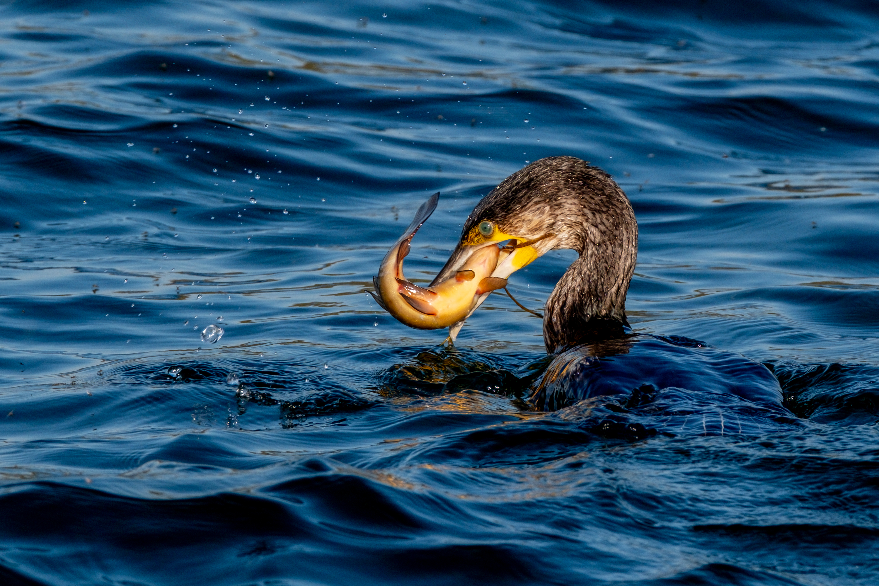 Kormoran