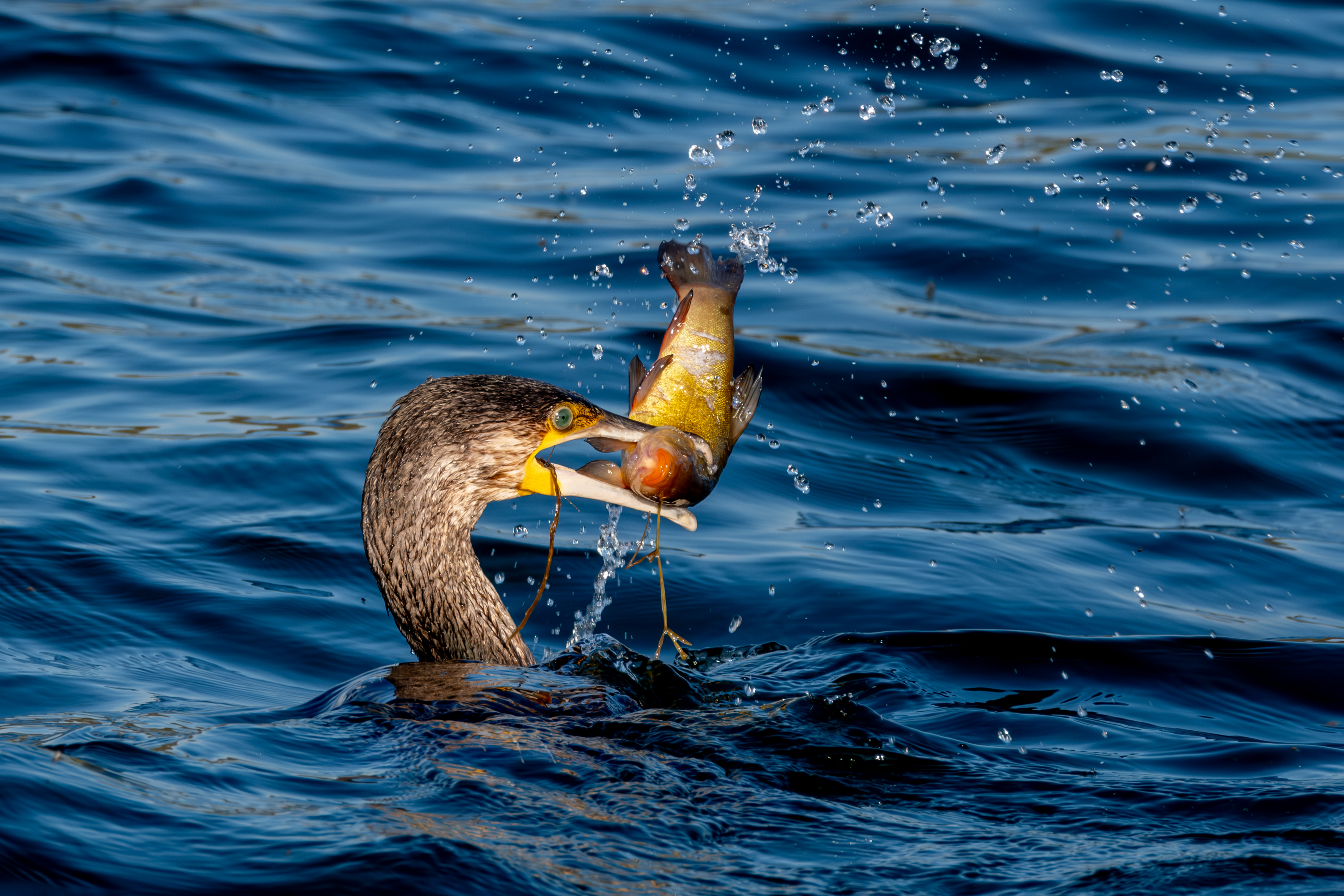 Kormoran