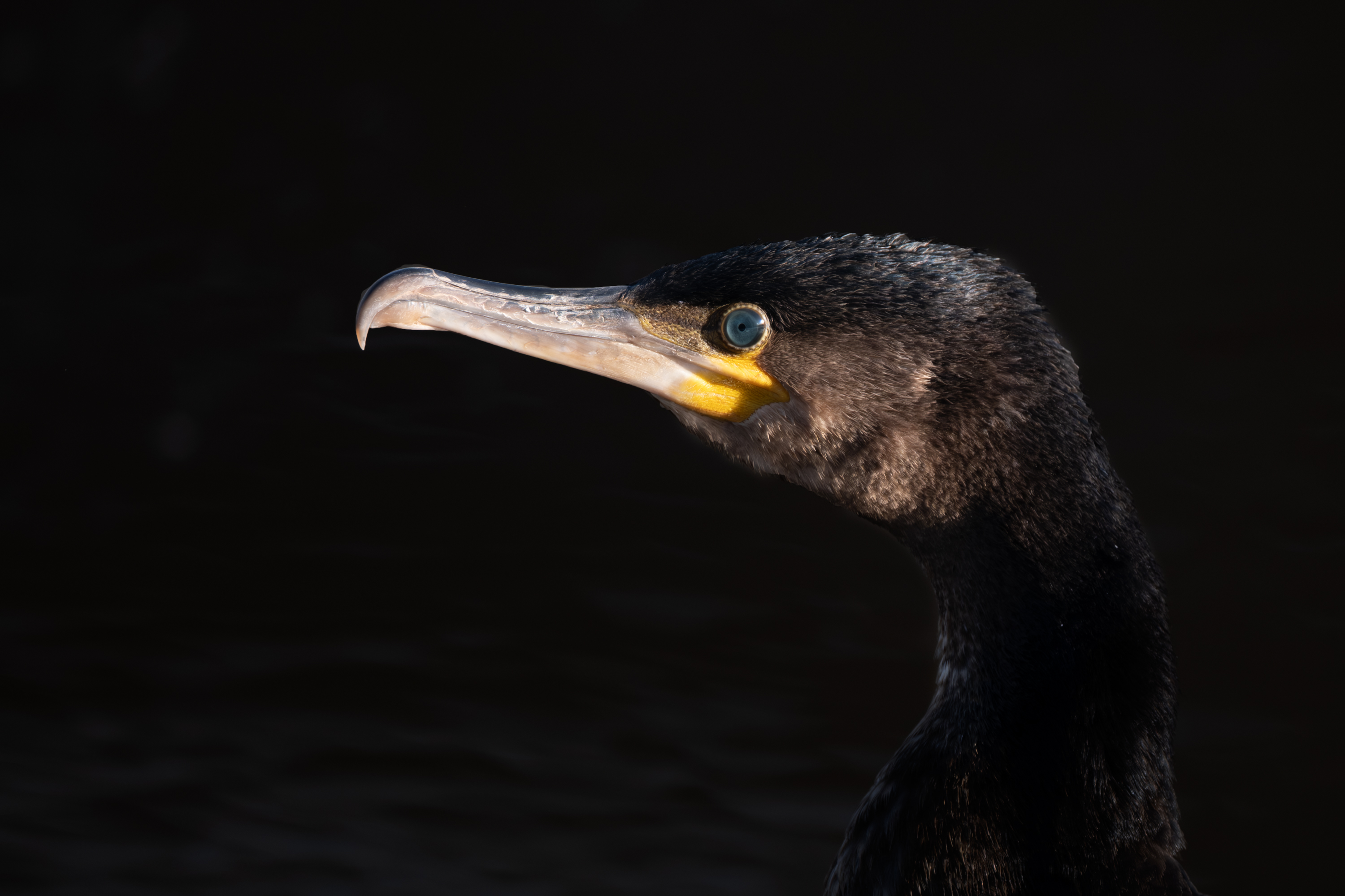 Kormoran