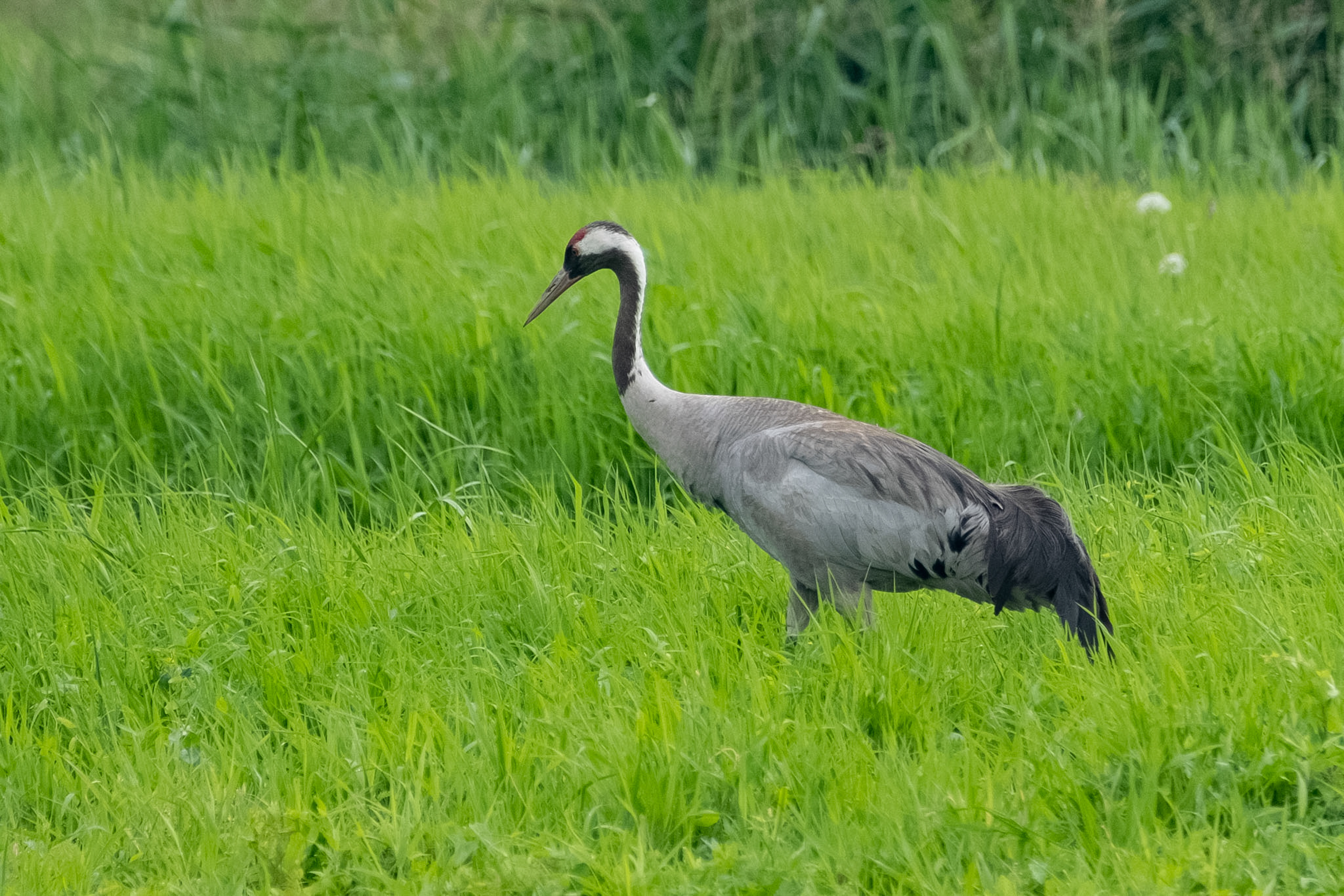 Kranich (Grus grus)