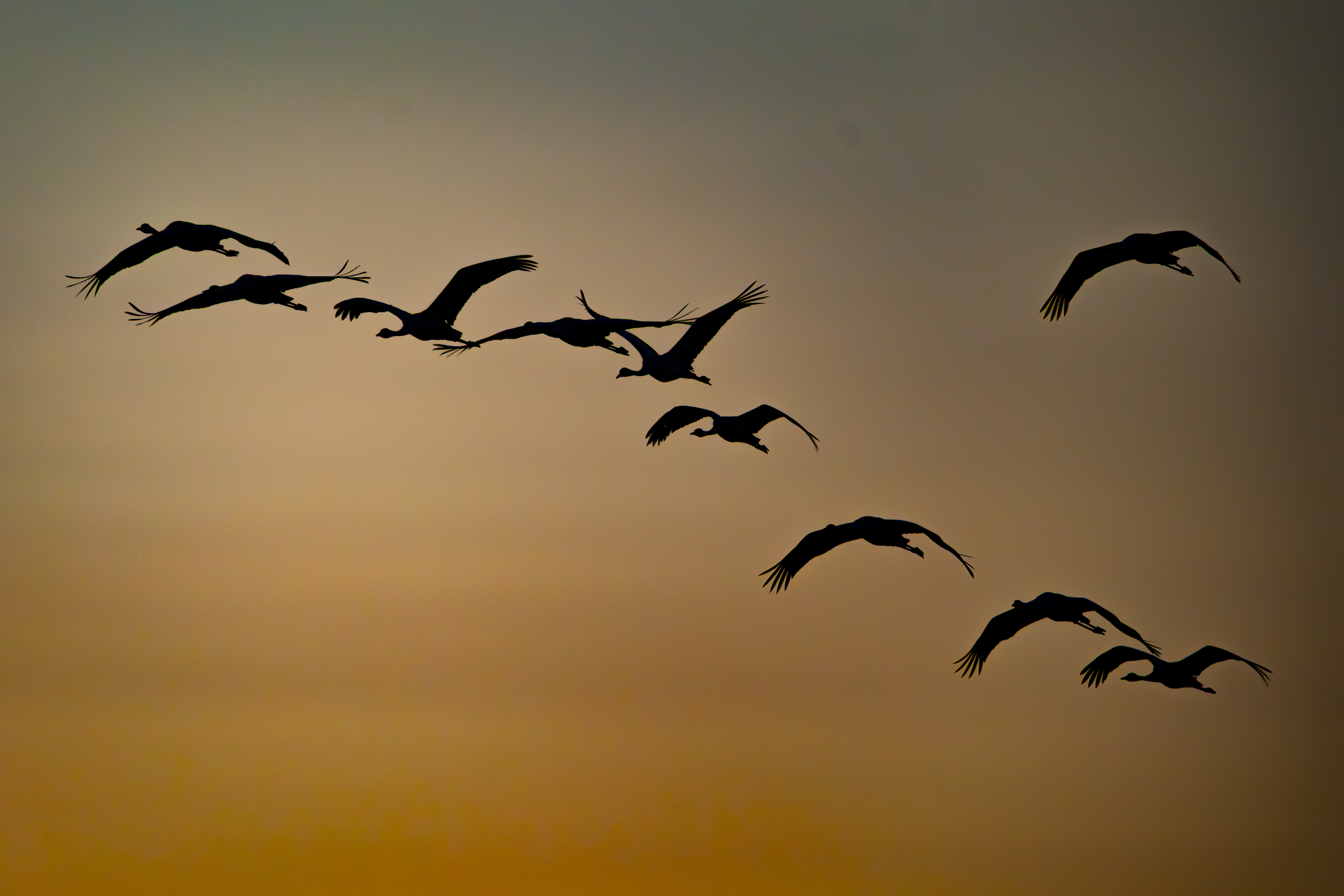 Kranich (Grus grus)