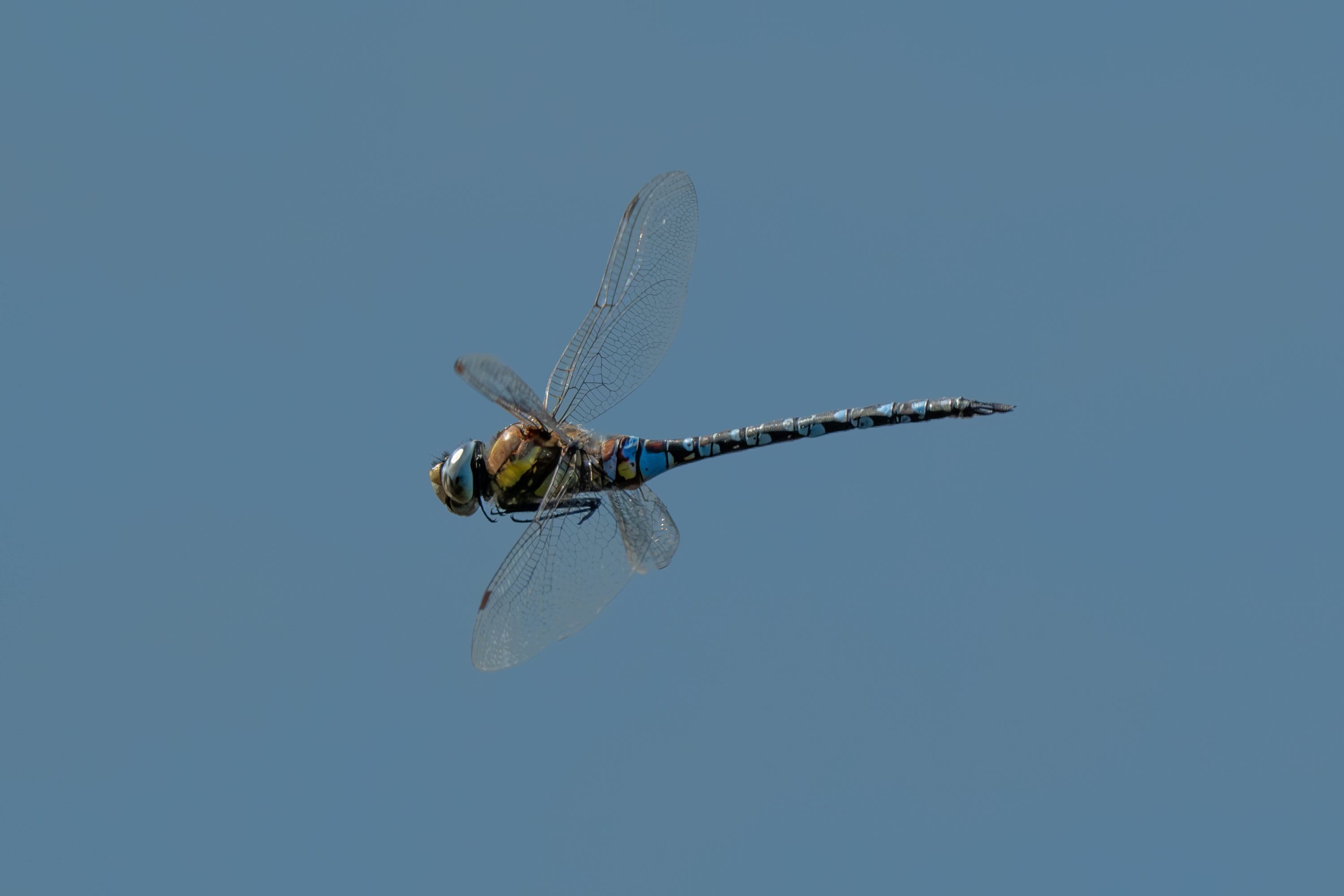 Libelle