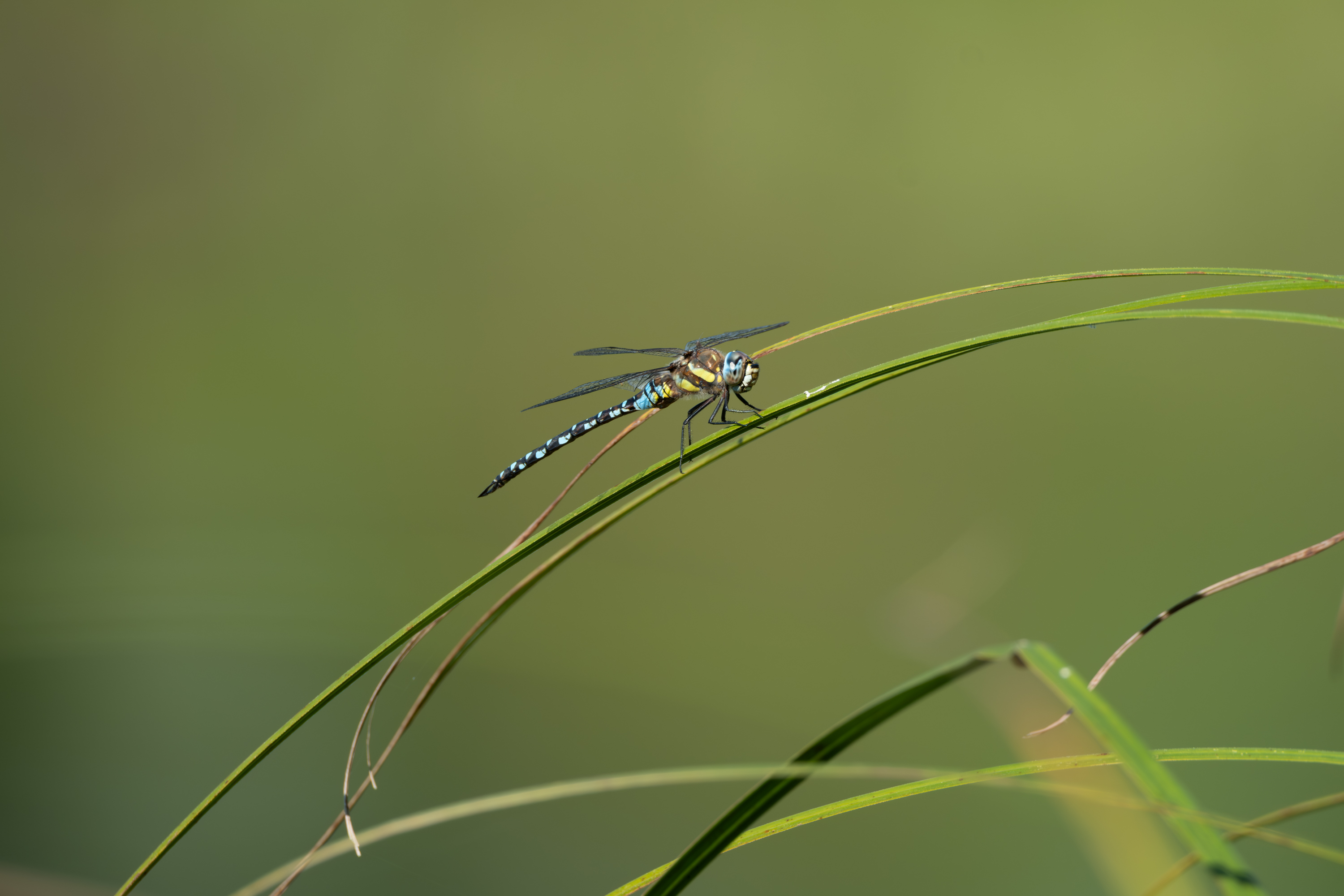 Libelle