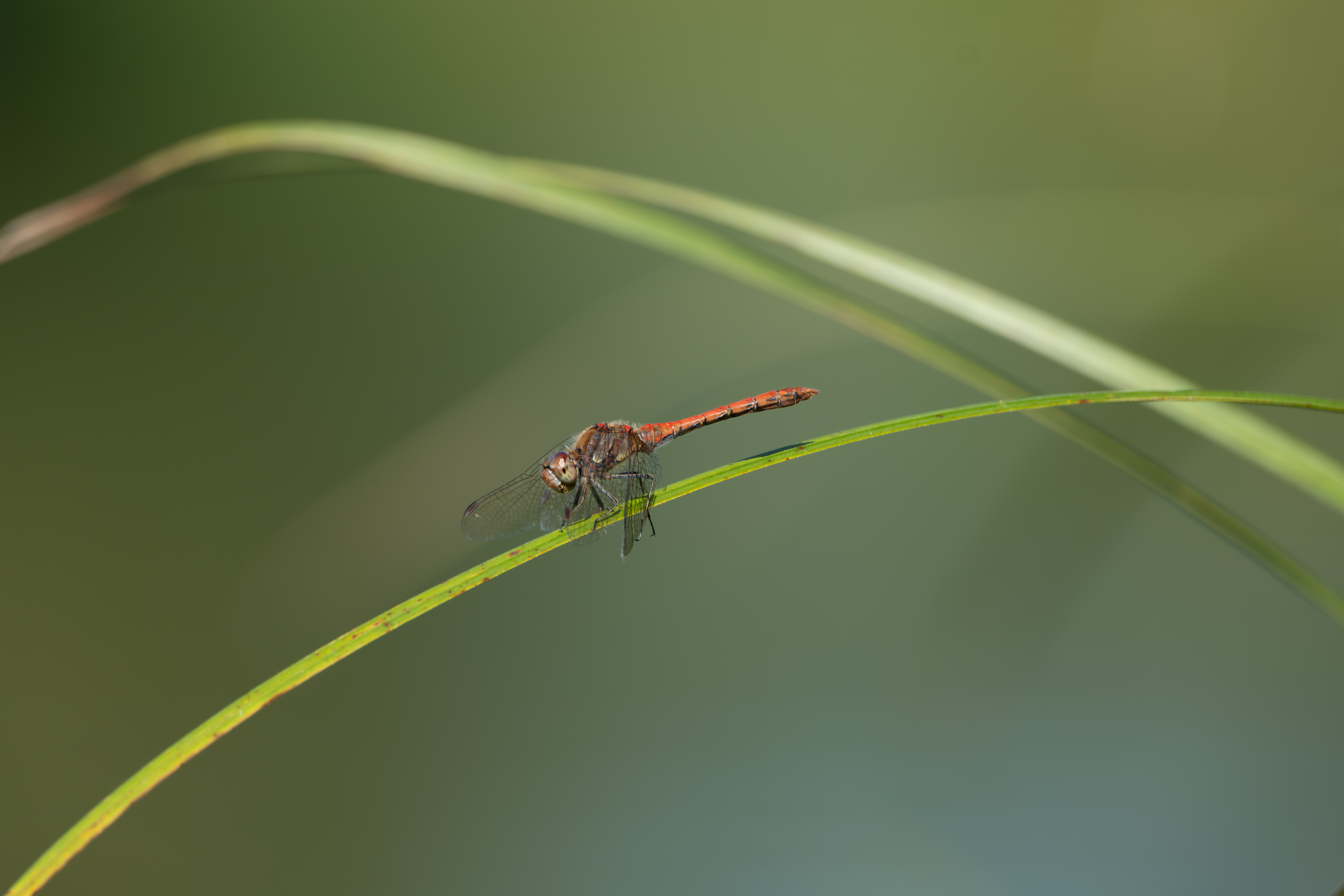 Libelle