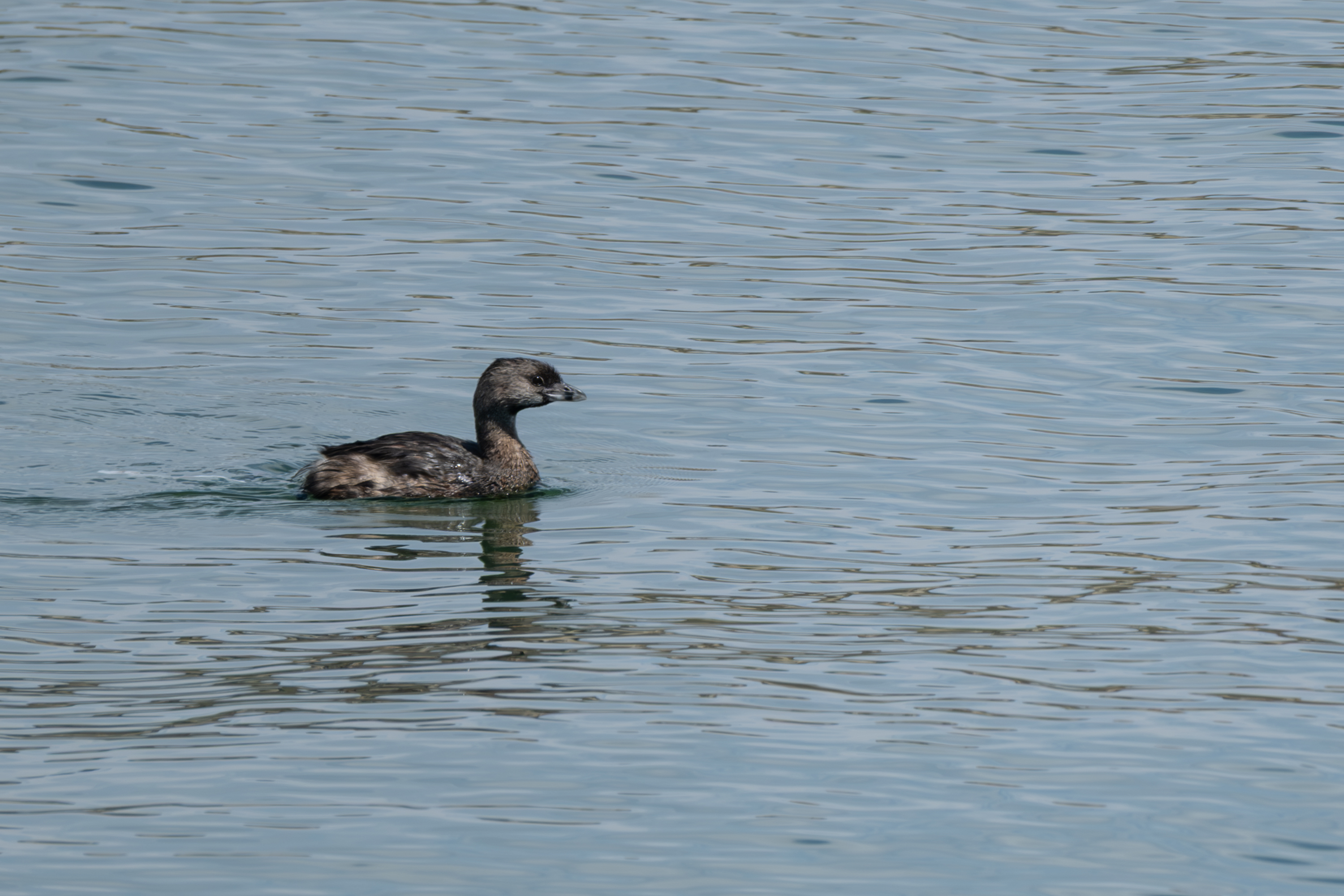 Pied-billed Grebe