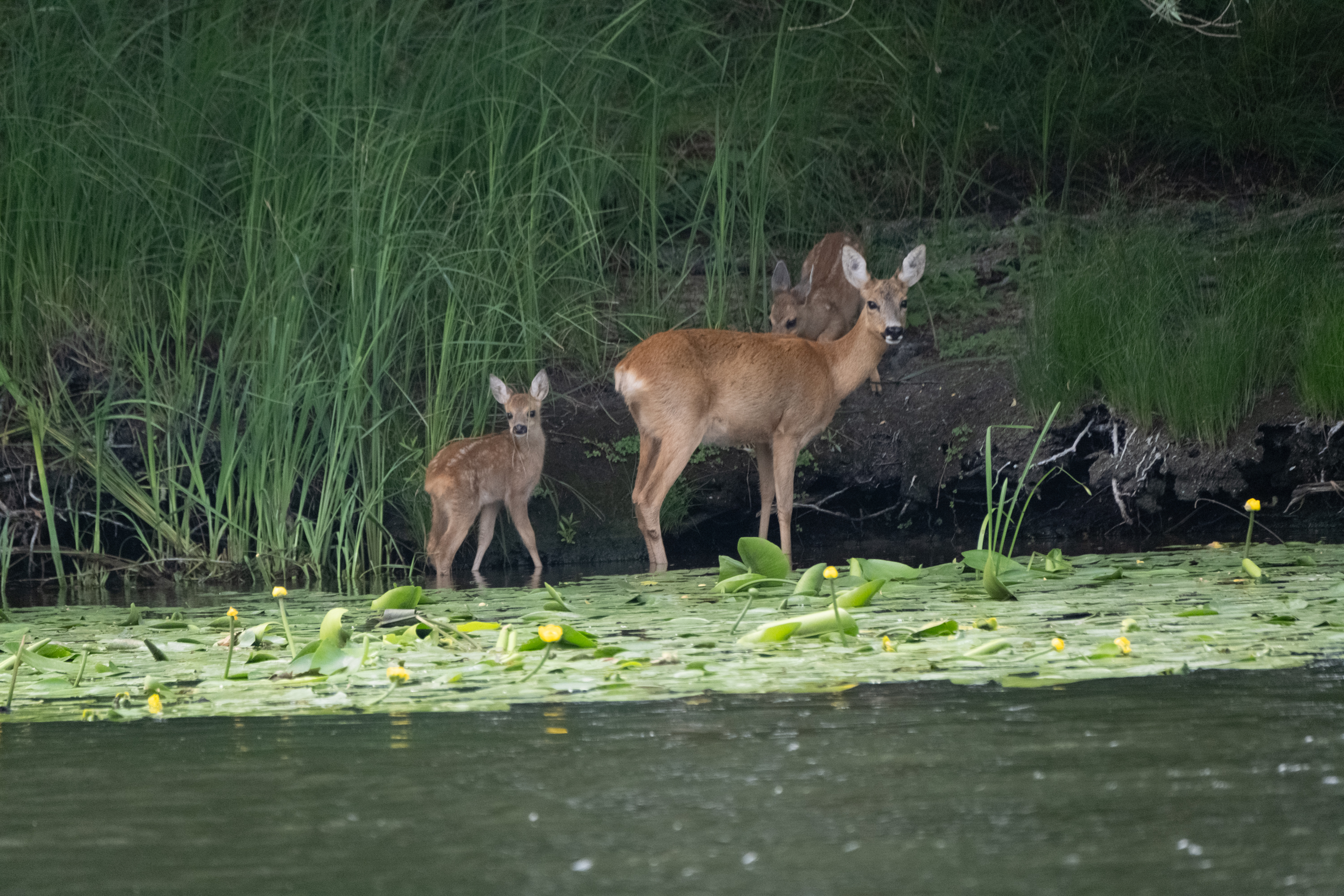Rehe