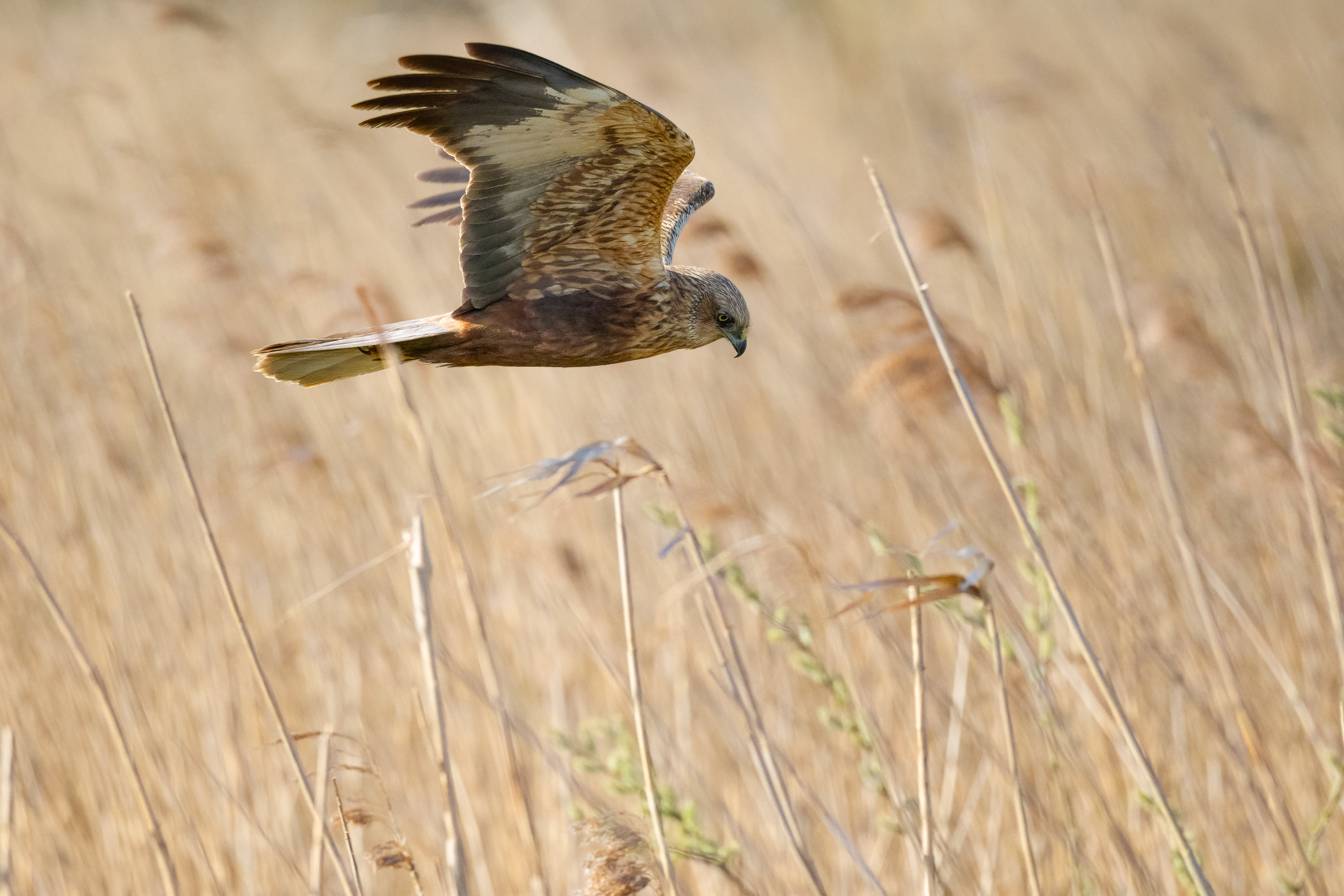 Rohrweihe (Circus aeruginosus)