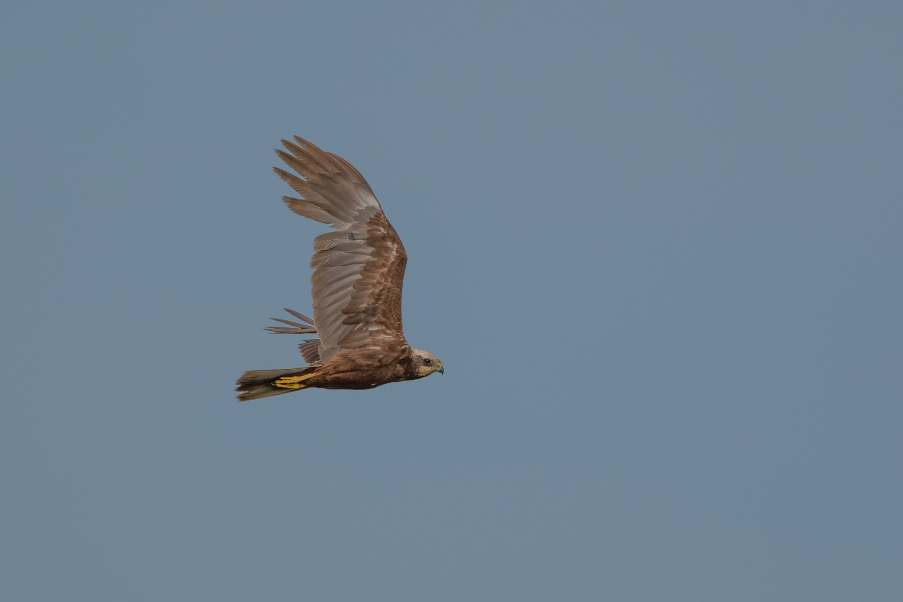 Rohrweihe (Circus aeruginosus)