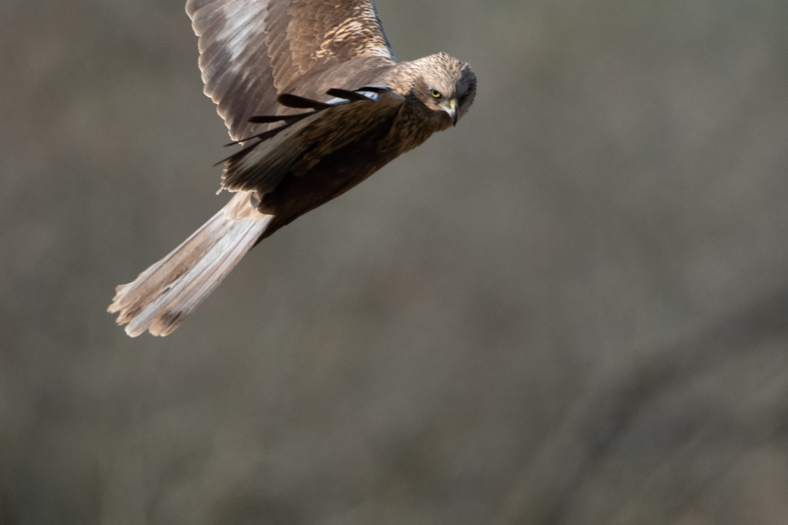 Rohrweihe (Circus aeruginosus)