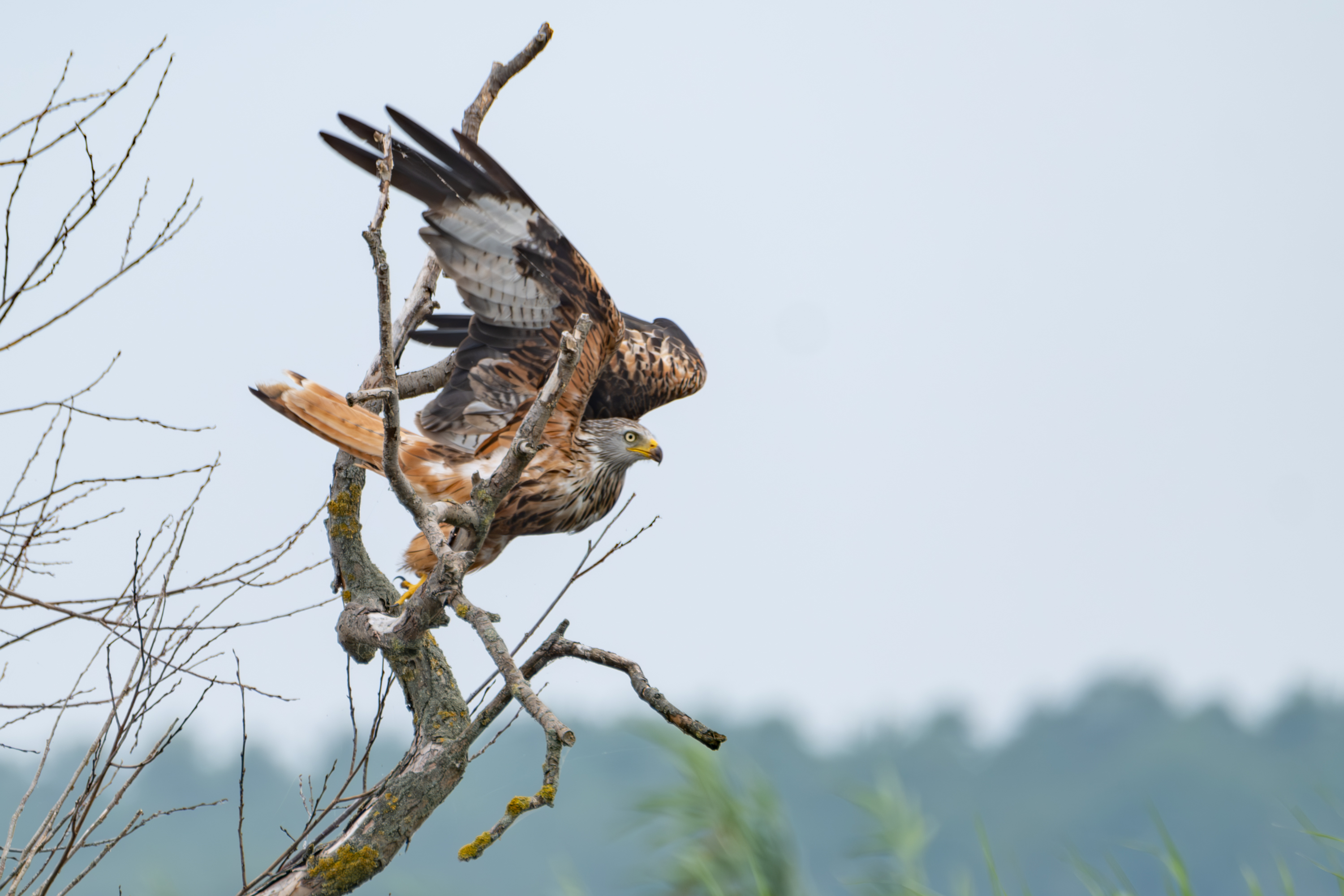 Rotmilan (Milvus milvus)