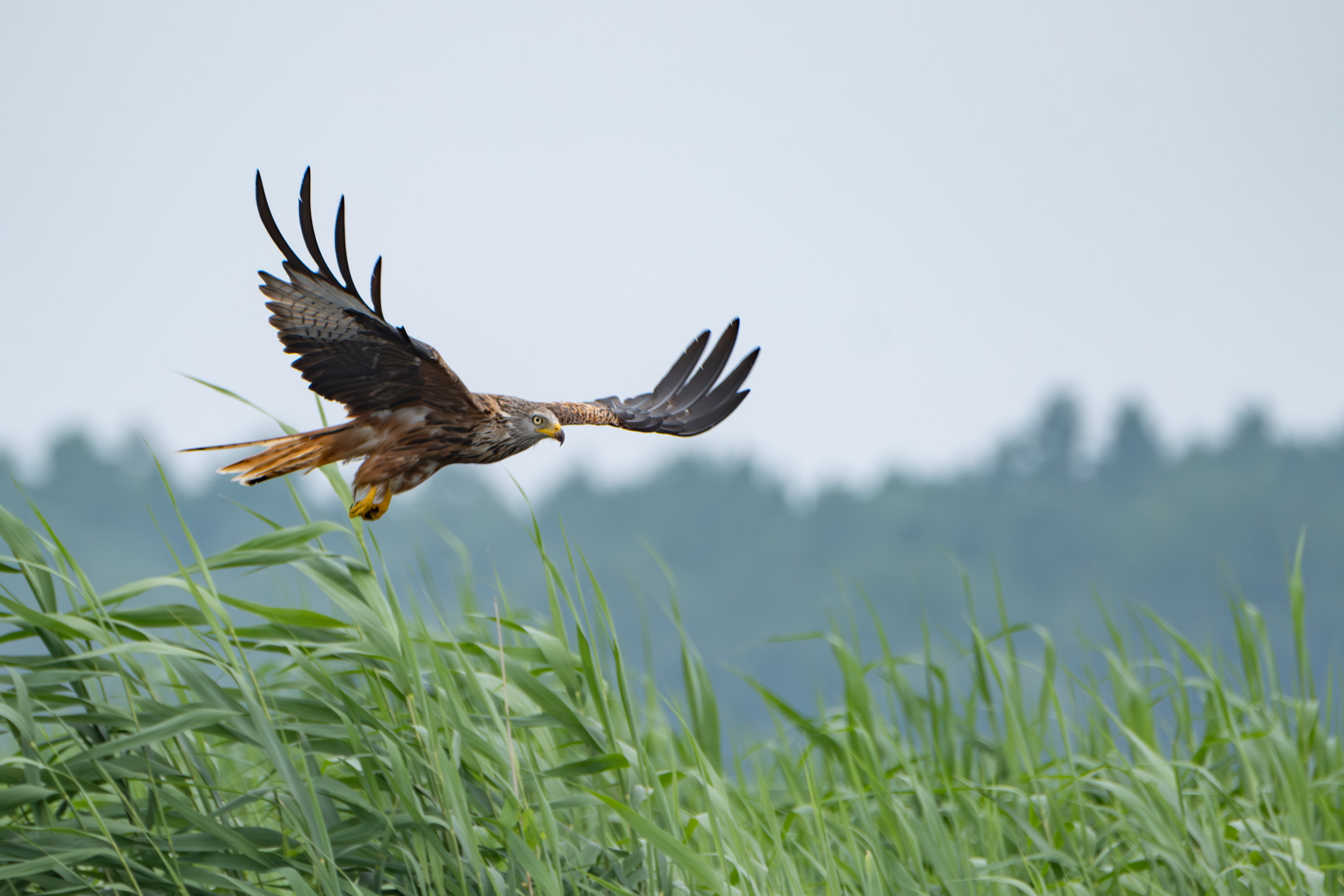 Rotmilan (Milvus milvus)
