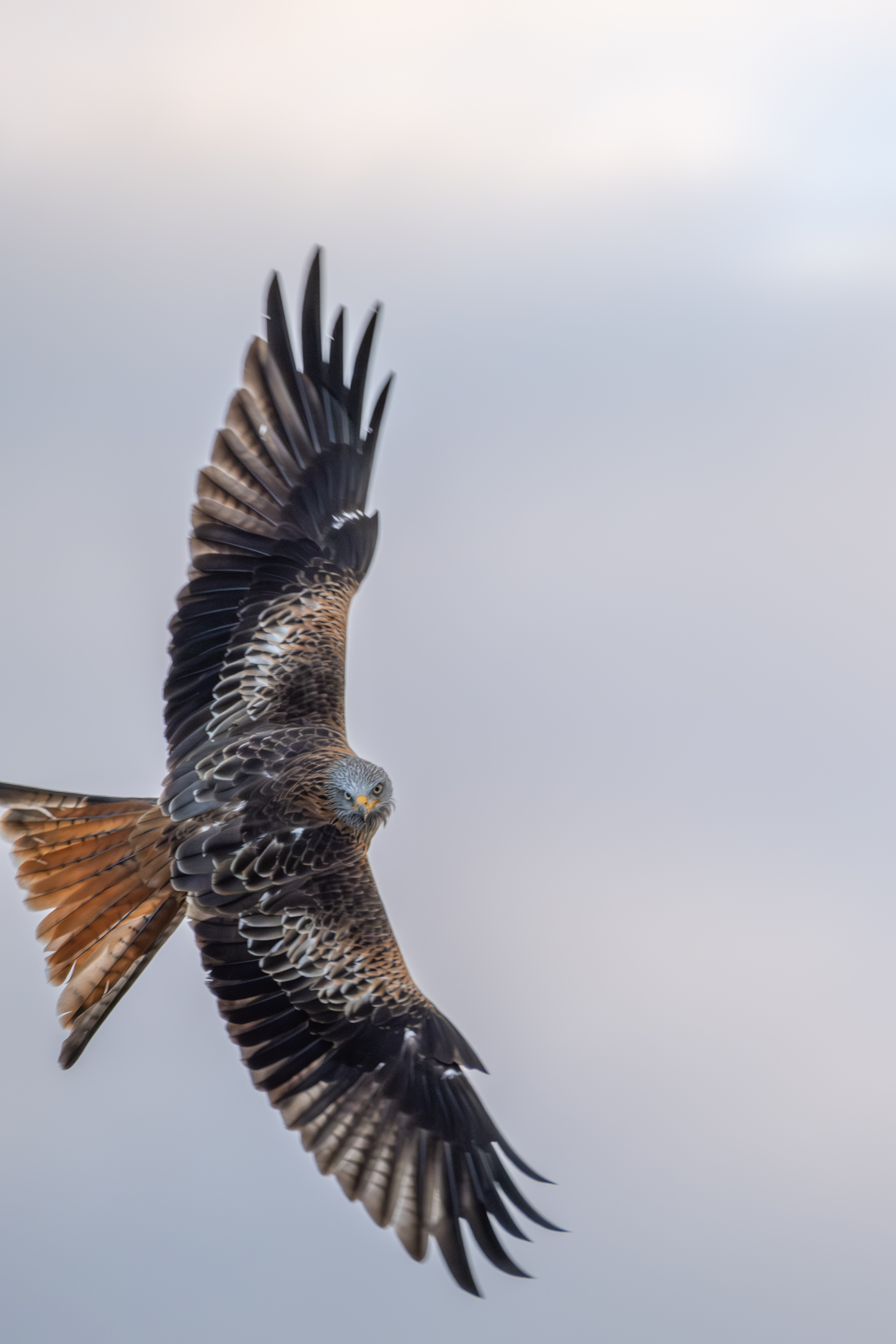Rotmilan (Milvus milvus)